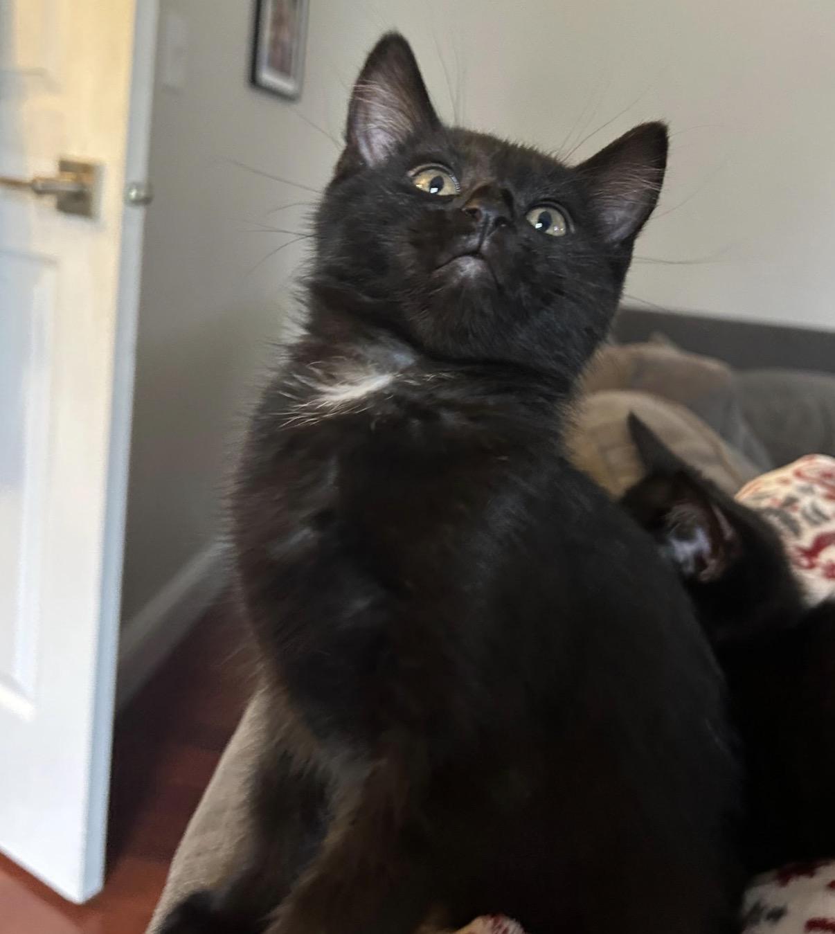 Mikey D, an adopted Domestic Short Hair in Maineville, OH image 1/3