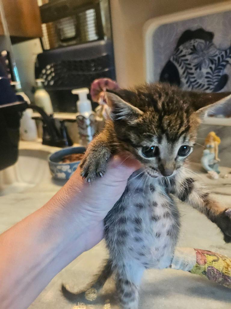 Serenity, Adoptable, Kitten Female Domestic Short Hair.
