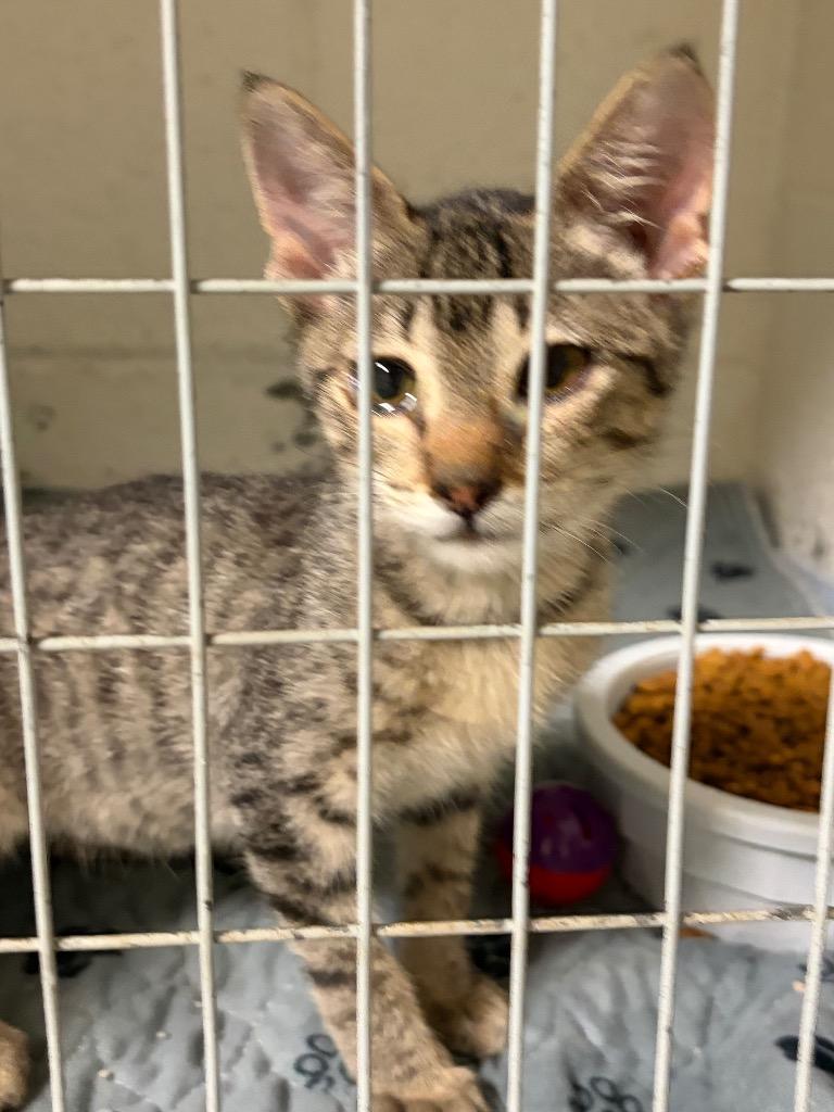 Enlarge Serenity, a Adoptable mixed breed in Ada, OK image 2/3