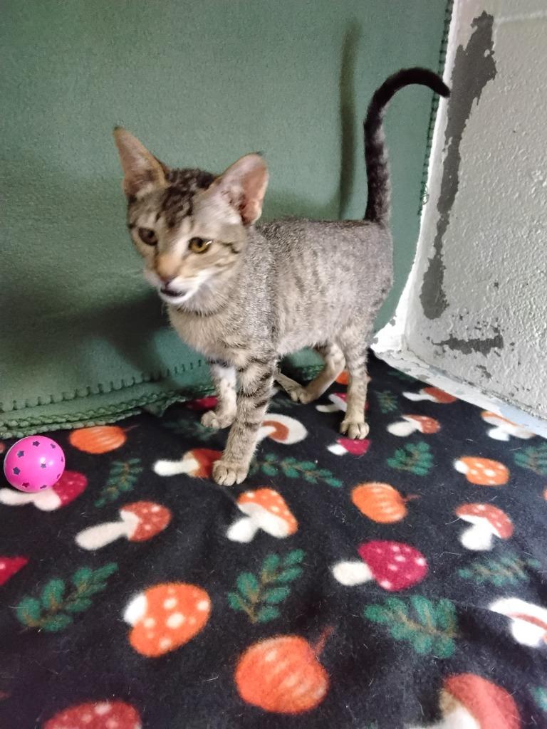 Enlarge Serenity, a Adoptable mixed breed in Ada, OK image 3/3