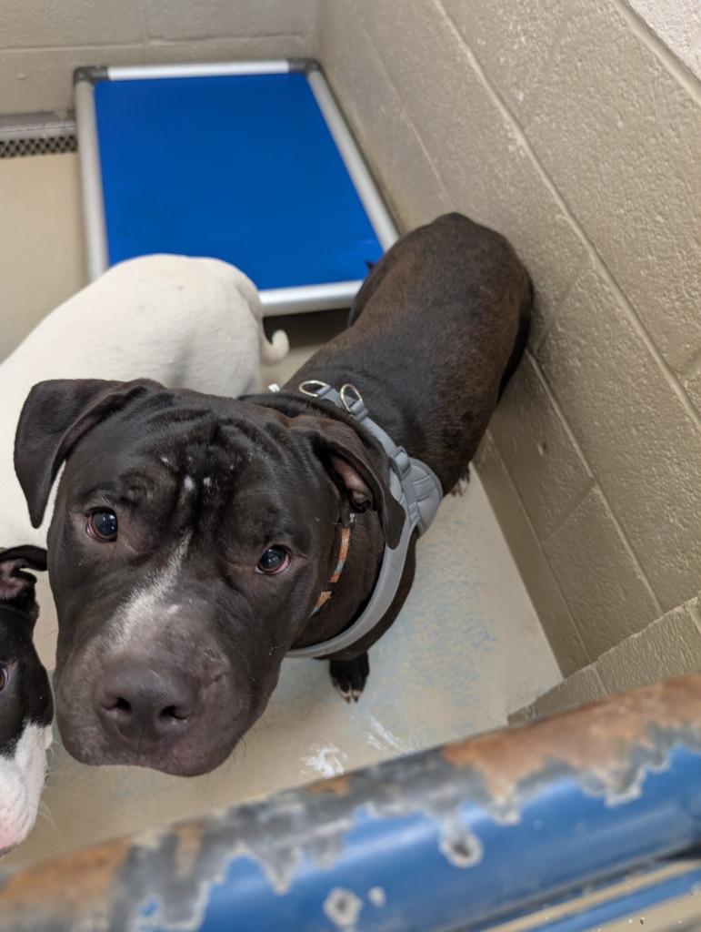 Rooster, Adoptable, Puppy Male Pit Bull Terrier.