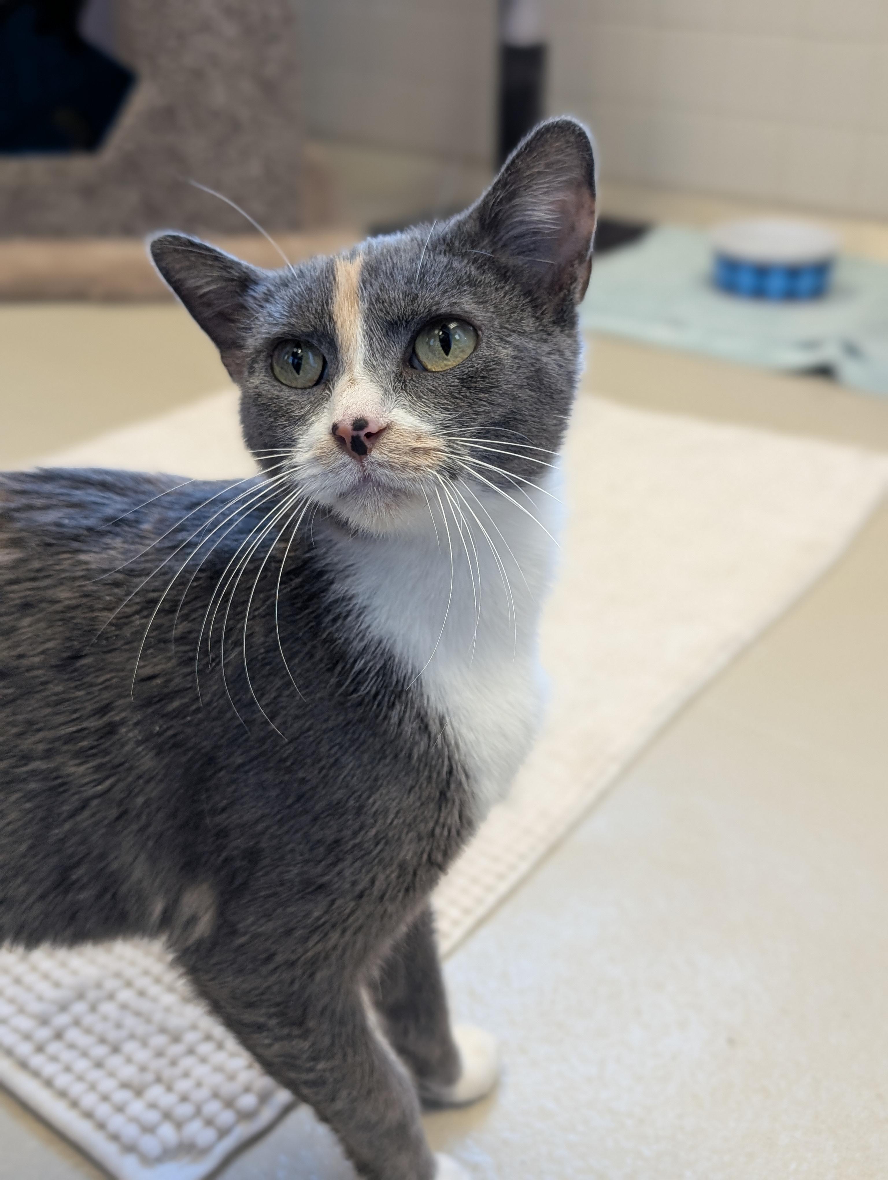 Enlarge Joy, an adopted Domestic Short Hair in Madison, WI image 3/3