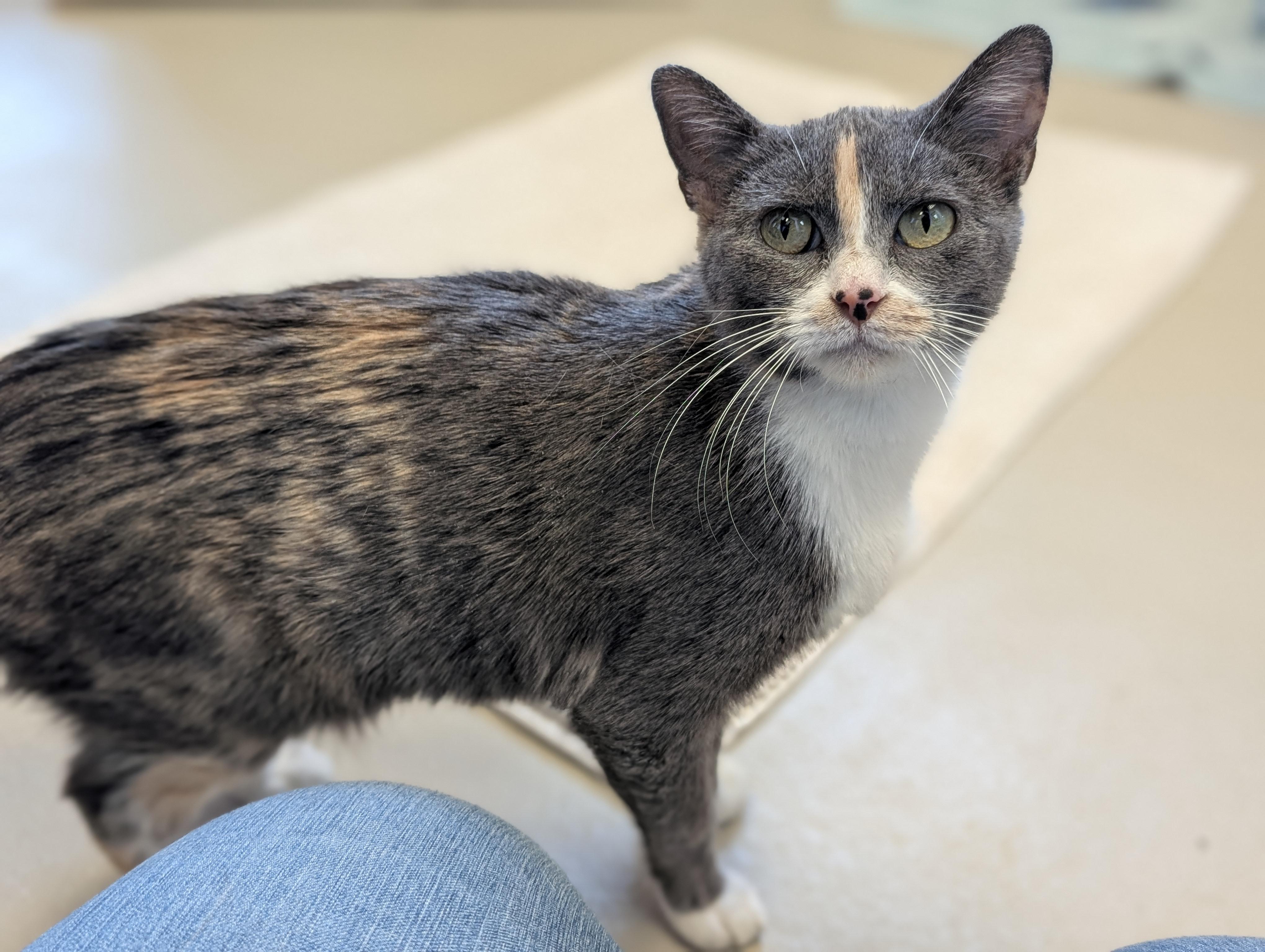 Enlarge Joy, an adopted Domestic Short Hair in Madison, WI image 2/3