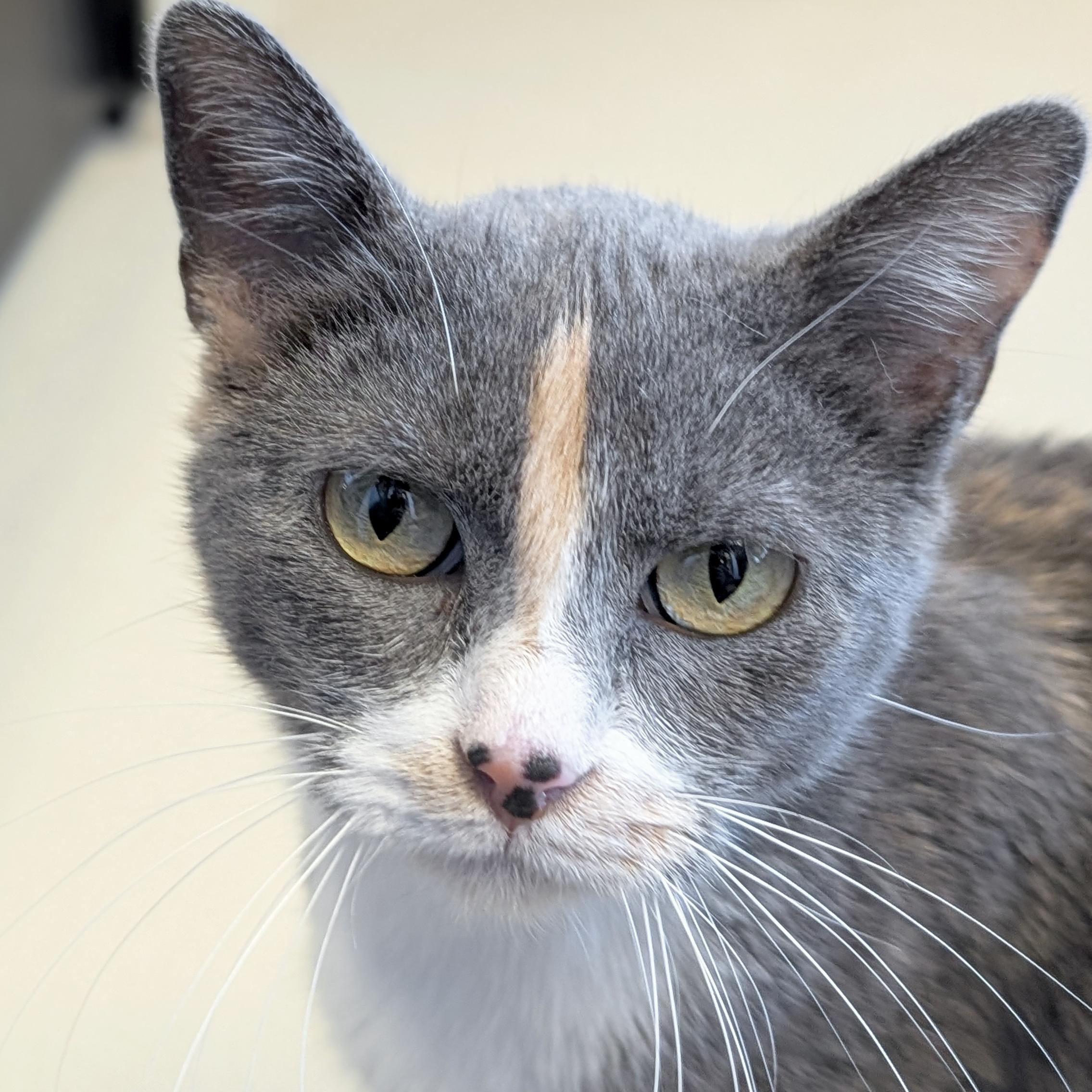 Enlarge Joy, an adopted Domestic Short Hair in Madison, WI image 1/3