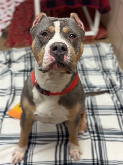 Enlarge CHAPO, a Adoptable mixed breed in Fort Wayne, IN image 1/1