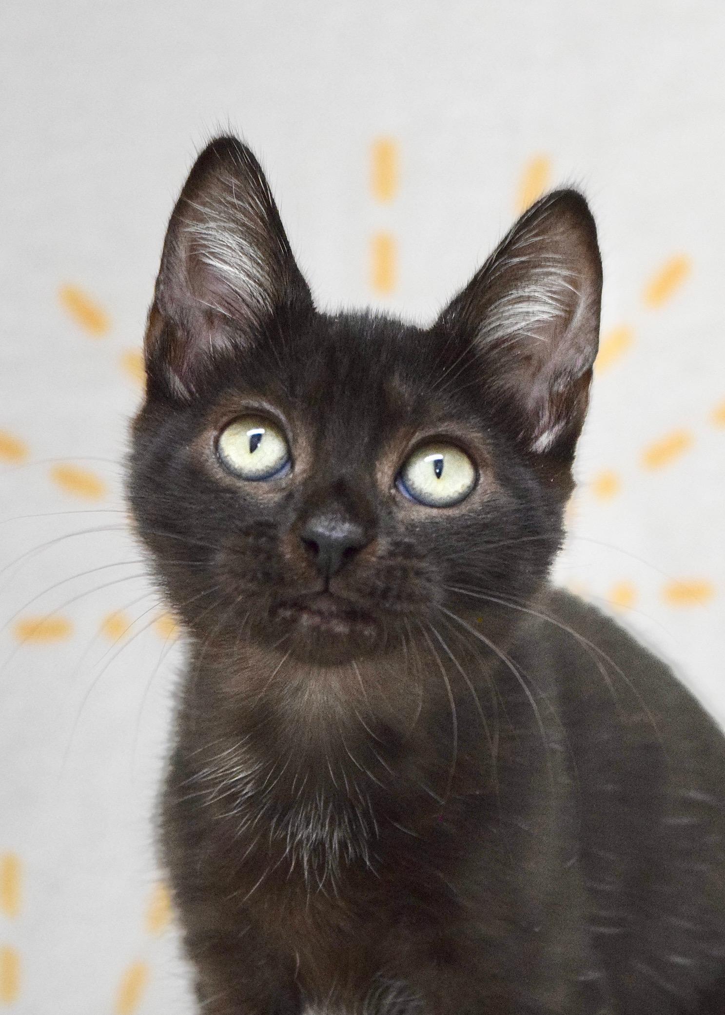Enlarge Tracy, a ADOPTABLE Domestic Short Hair in Dublin, CA image 1/4