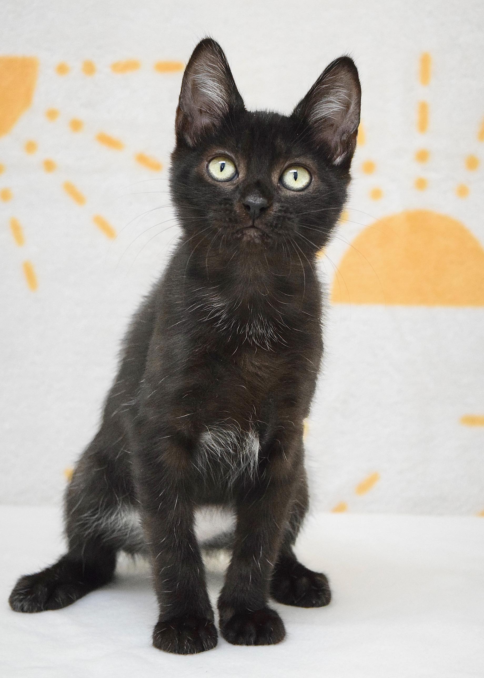 Enlarge Tracy, a ADOPTABLE Domestic Short Hair in Dublin, CA image 2/4