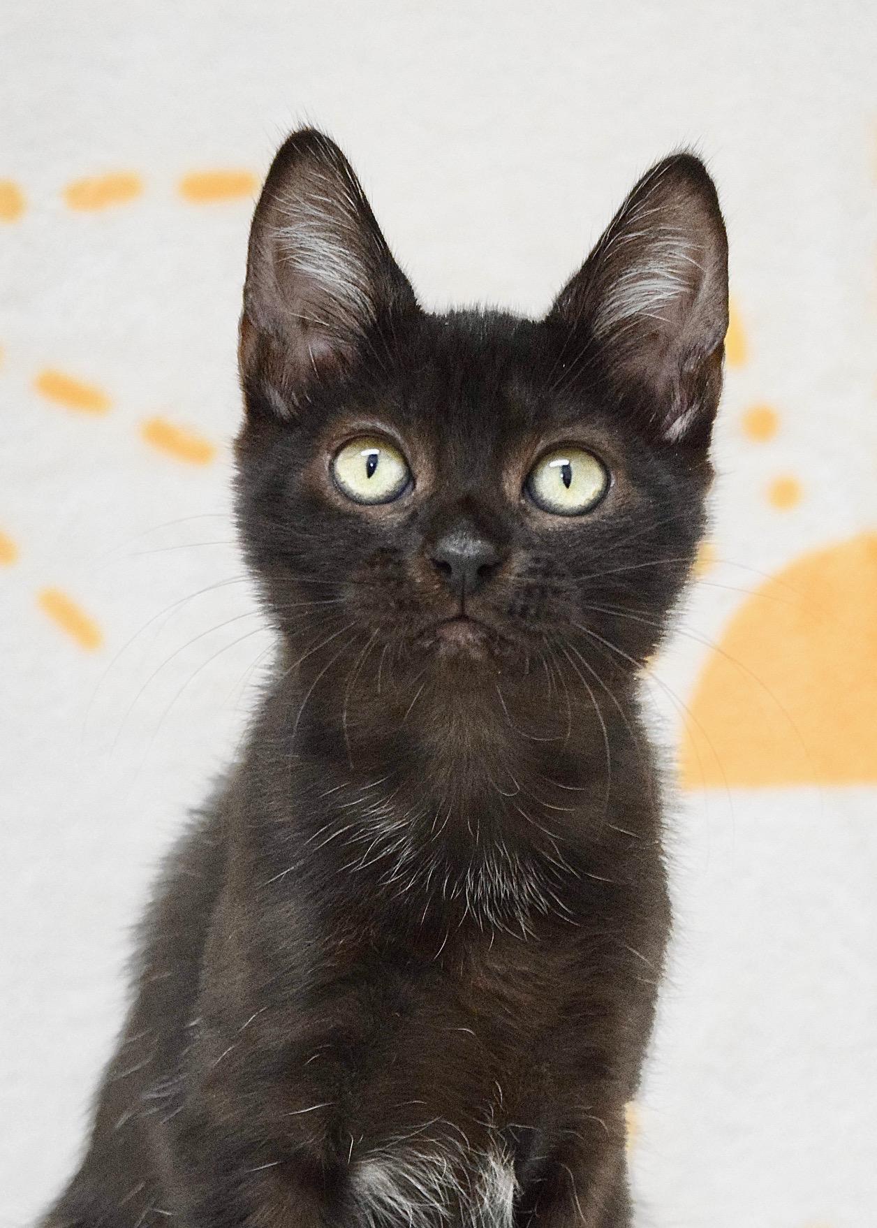 Enlarge Tracy, a ADOPTABLE Domestic Short Hair in Dublin, CA image 3/4