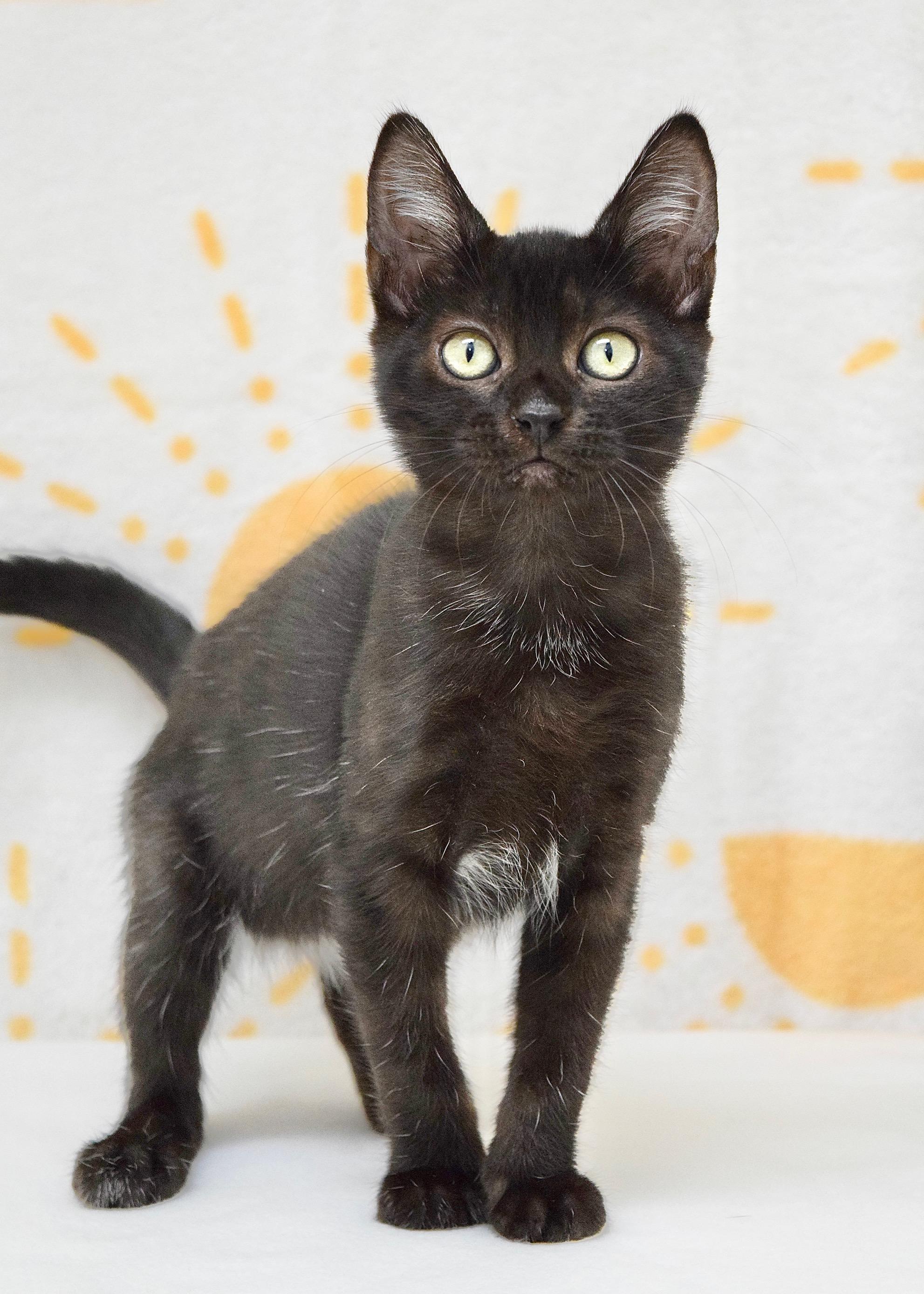 Enlarge Tracy, a ADOPTABLE Domestic Short Hair in Dublin, CA image 4/4