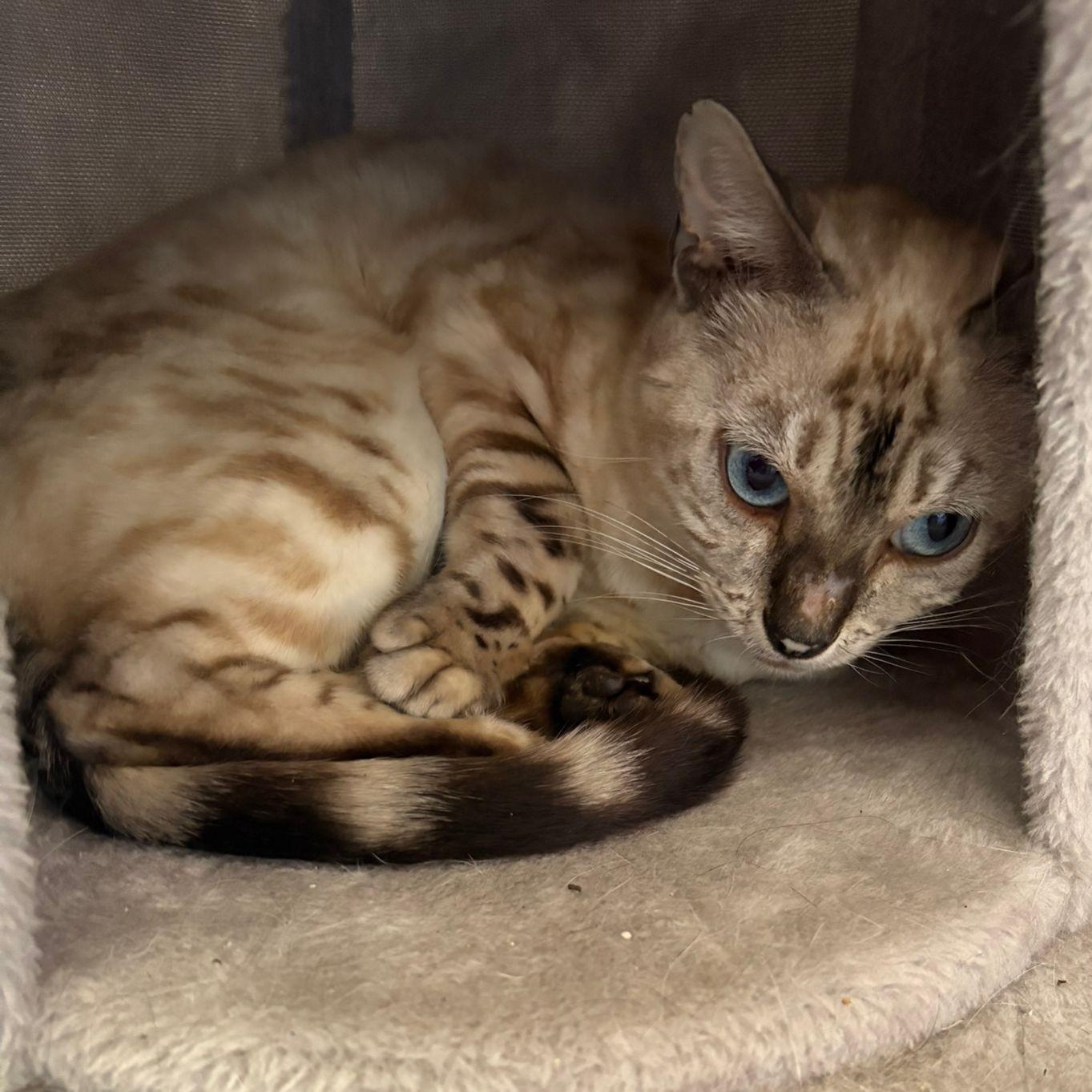 Enlarge Everest, a ADOPTABLE Bengal in Pickering, ON image 4/6