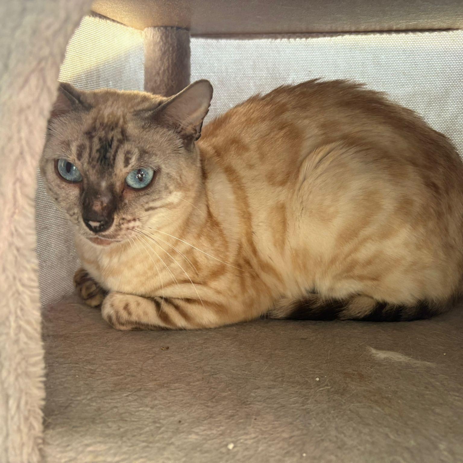 Enlarge Everest, a ADOPTABLE Bengal in Pickering, ON image 5/6