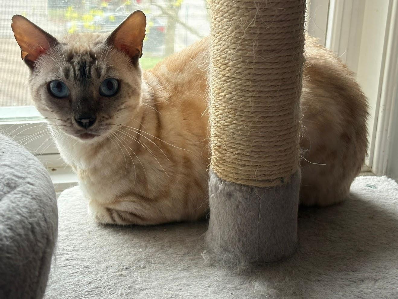 Enlarge Everest, a ADOPTABLE Bengal in Pickering, ON image 3/6