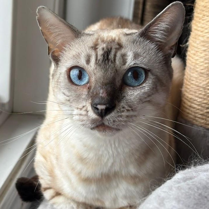 Everest, ADOPTABLE, Adult Female Bengal.