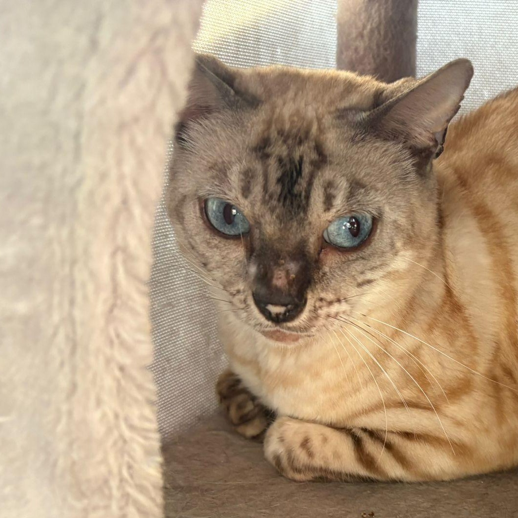 Enlarge Everest, a ADOPTABLE Bengal in Pickering, ON image 2/6