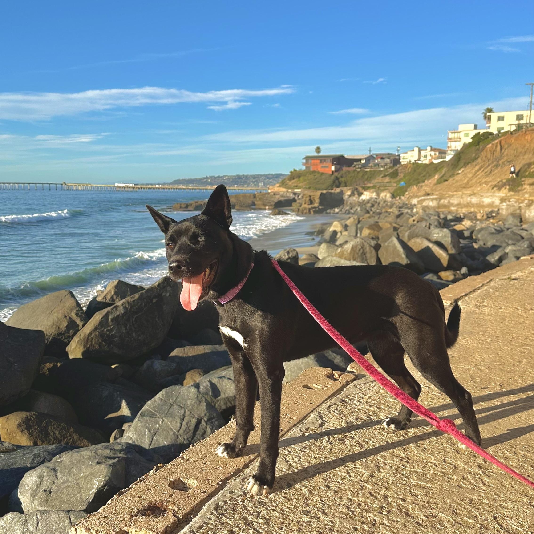 Enlarge Vida, a ADOPTABLE mixed breed in San Diego, CA image 2/3