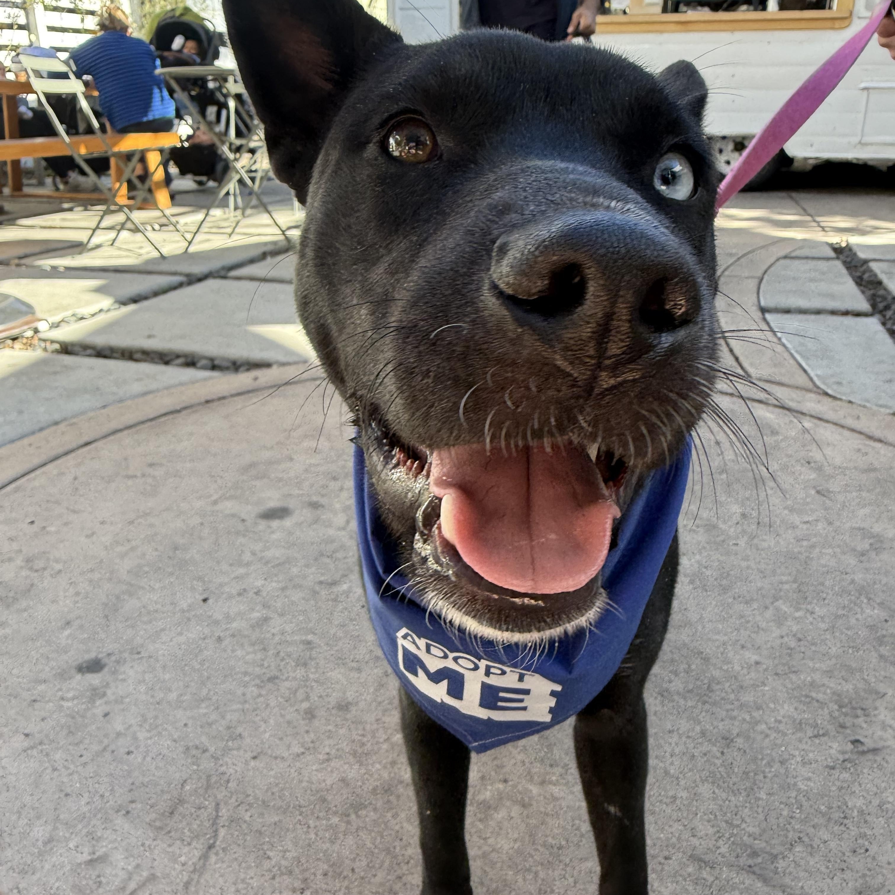 Enlarge Vida, a ADOPTABLE mixed breed in San Diego, CA image 3/3