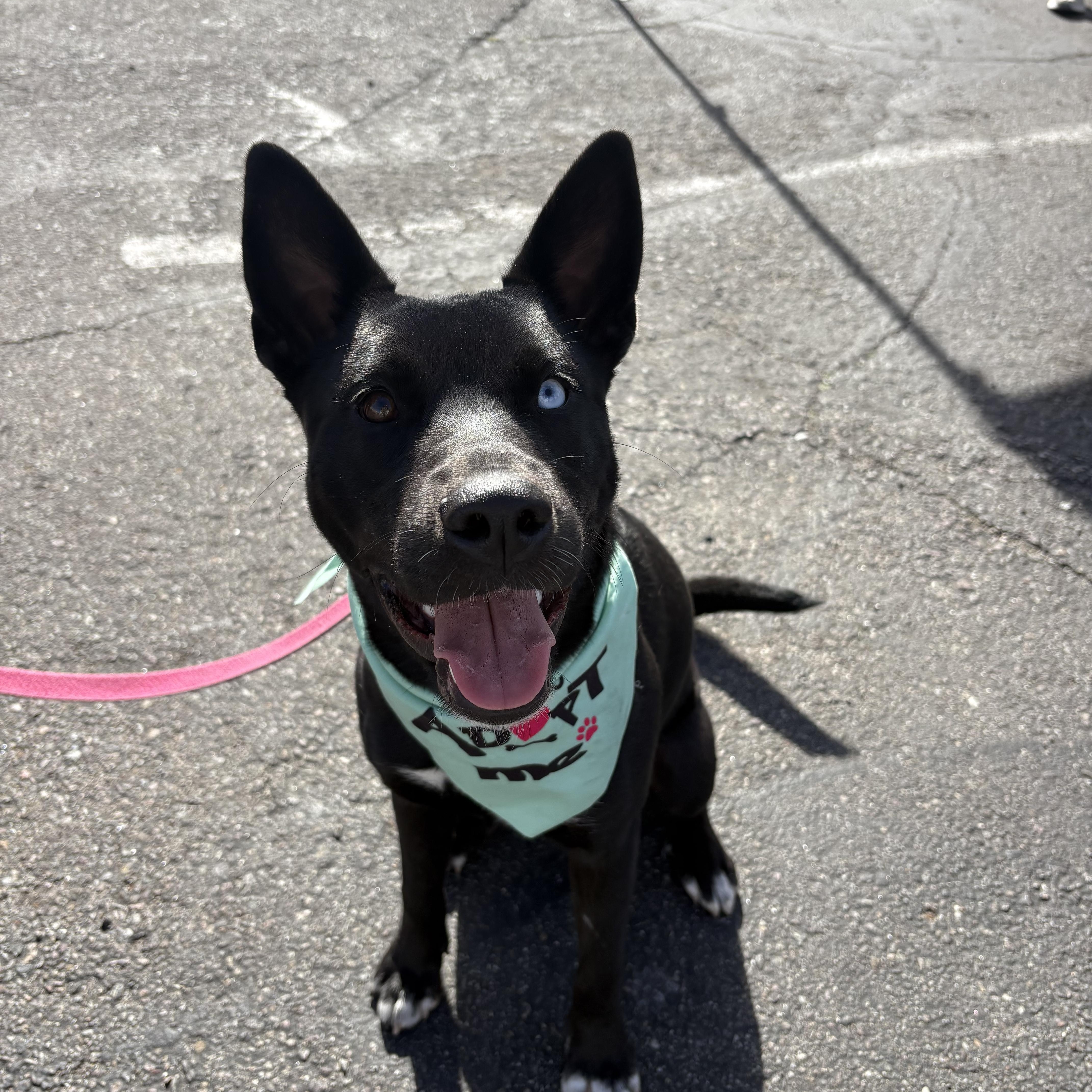 Vida, ADOPTABLE, Young Female Shepherd & Husky.