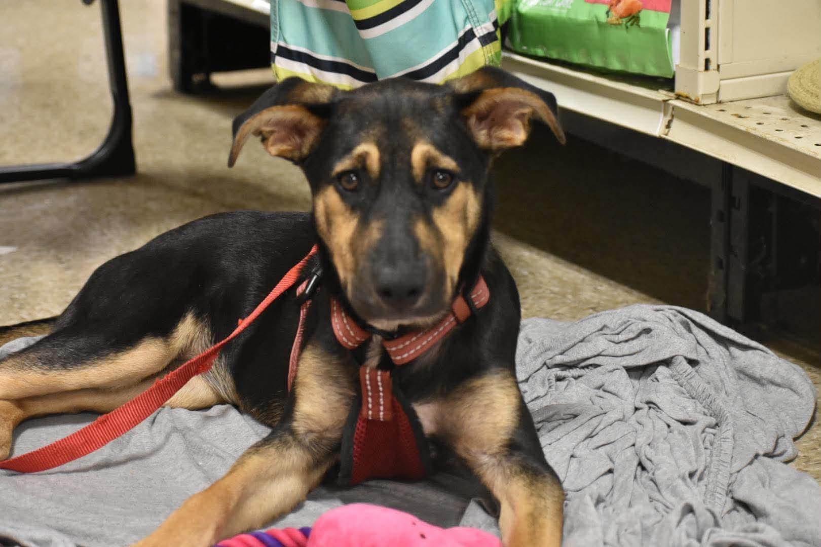 Harley, a ADOPTABLE Mixed Breed in Griswold, CT image 3/4
