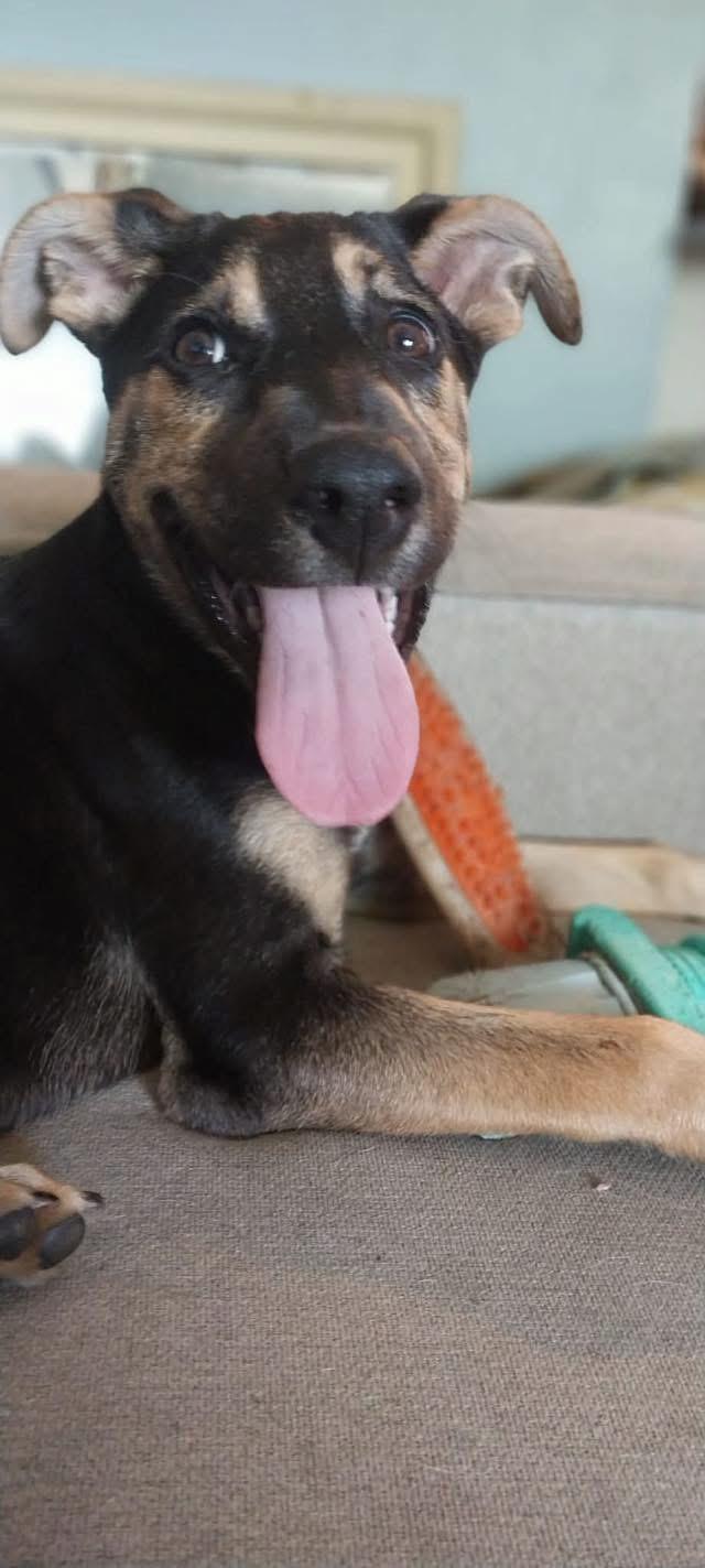 Harley, a ADOPTABLE Mixed Breed in Griswold, CT image 4/4