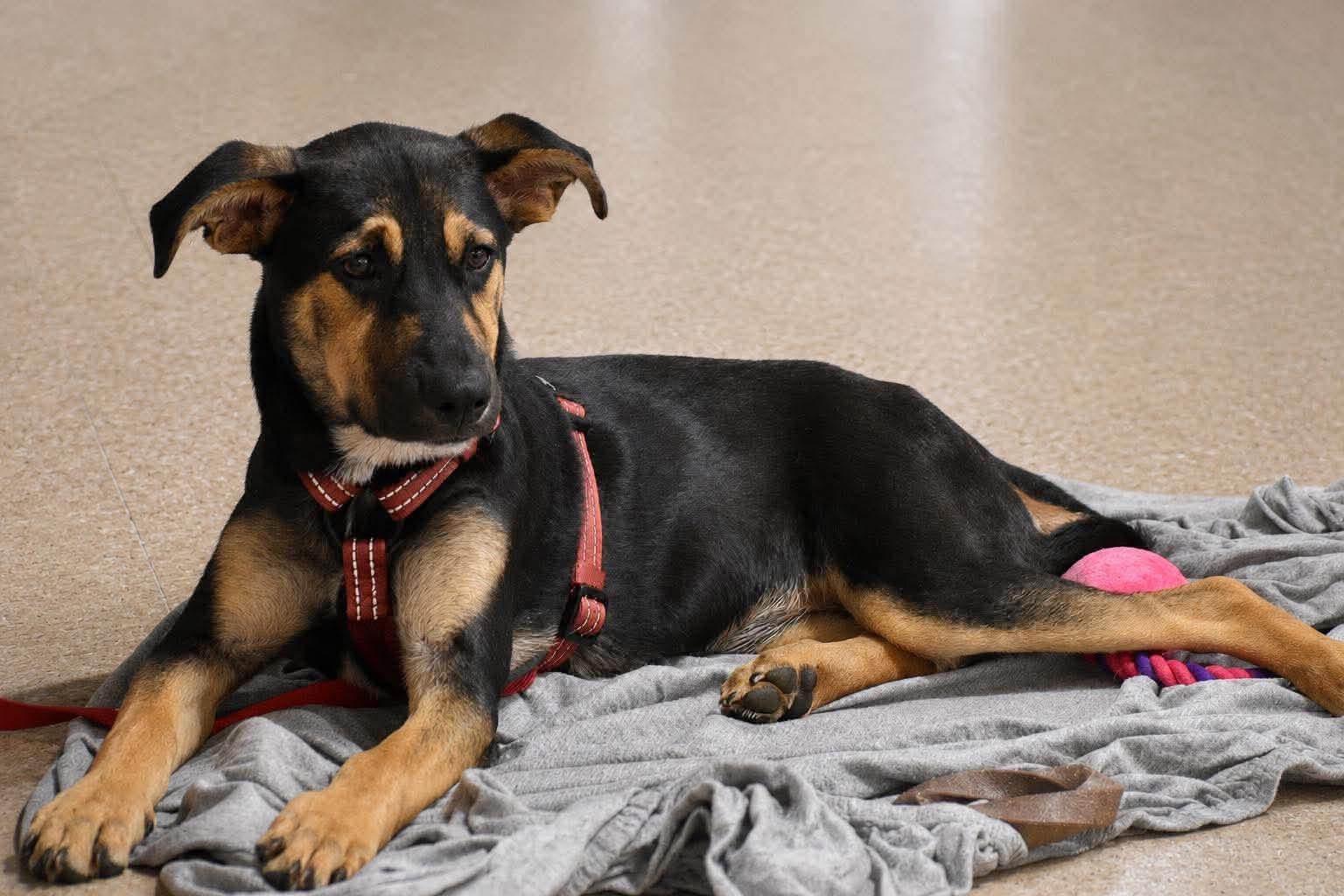 Harley, a ADOPTABLE Mixed Breed in Griswold, CT image 2/4