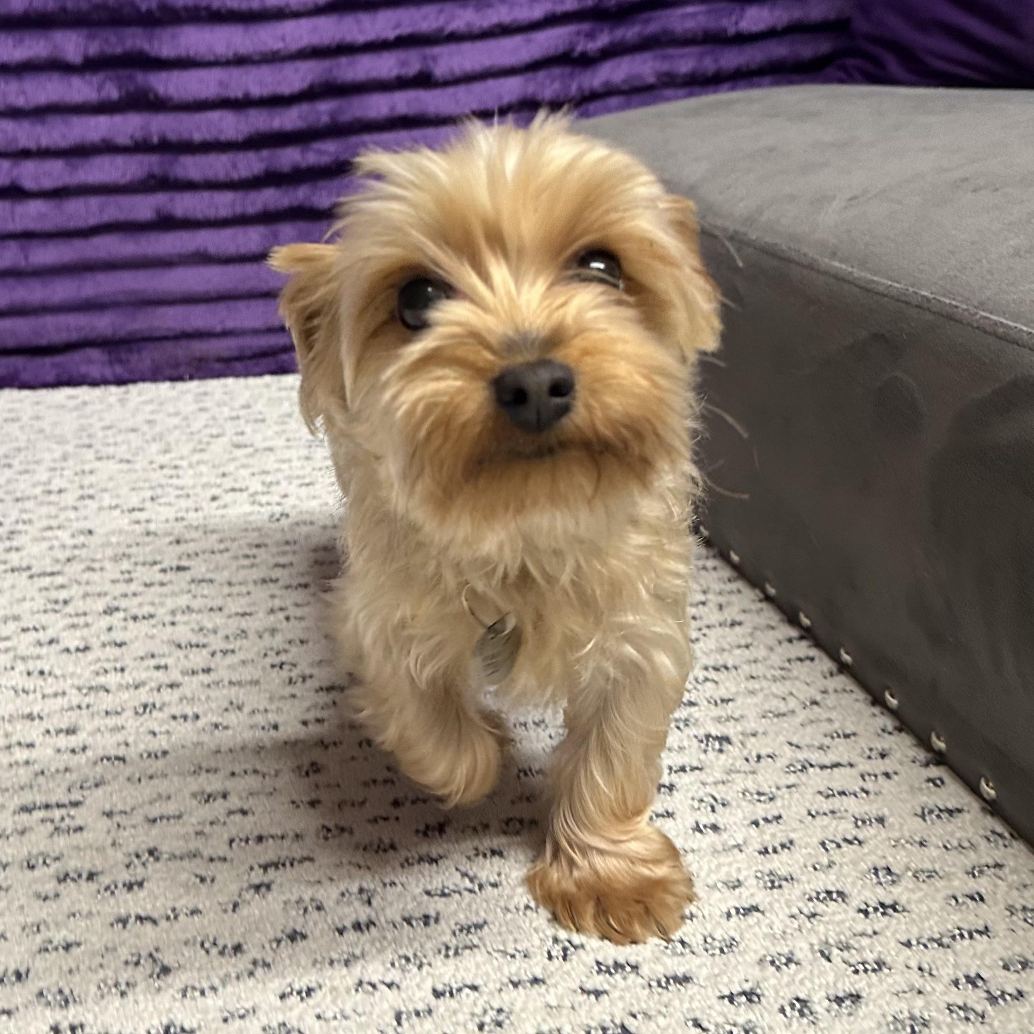 Ingrid (18)- Foster Home Needed , an adopted Yorkshire Terrier in Hartland, WI image 1/4