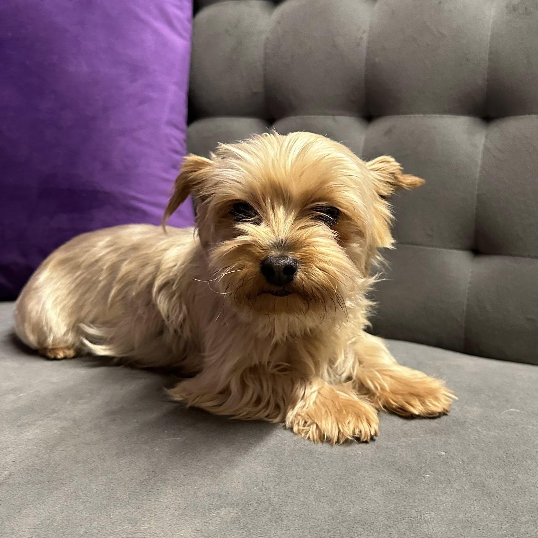 Ingrid (18)- Foster Home Needed , an adopted Yorkshire Terrier in Hartland, WI image 2/4