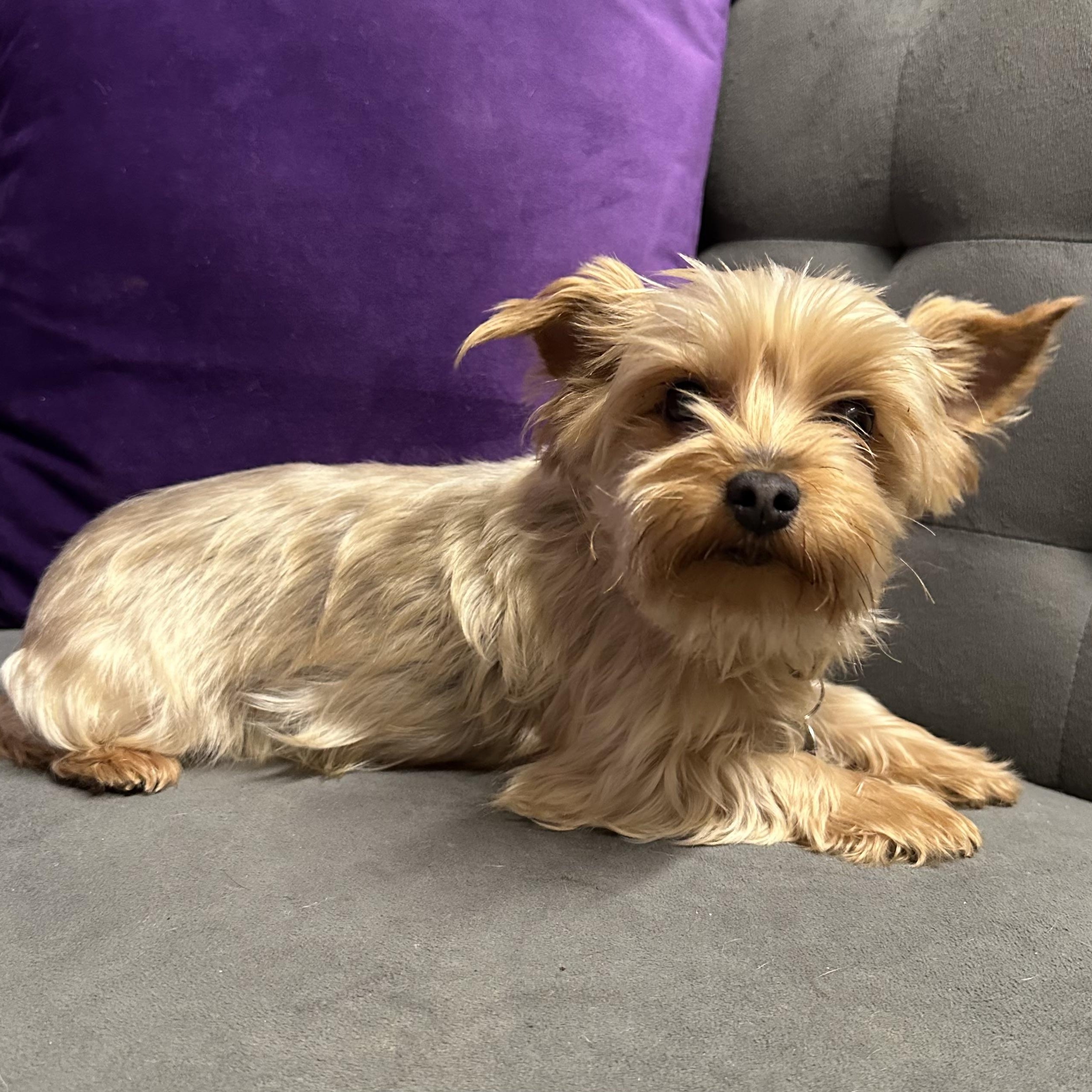 Ingrid (18)- Foster Home Needed , an adopted Yorkshire Terrier in Hartland, WI image 3/4