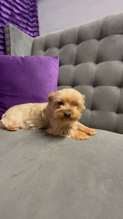 Enlarge Ingrid (18)- Foster Home Needed , an adopted Yorkshire Terrier in Hartland, WI video 4/4