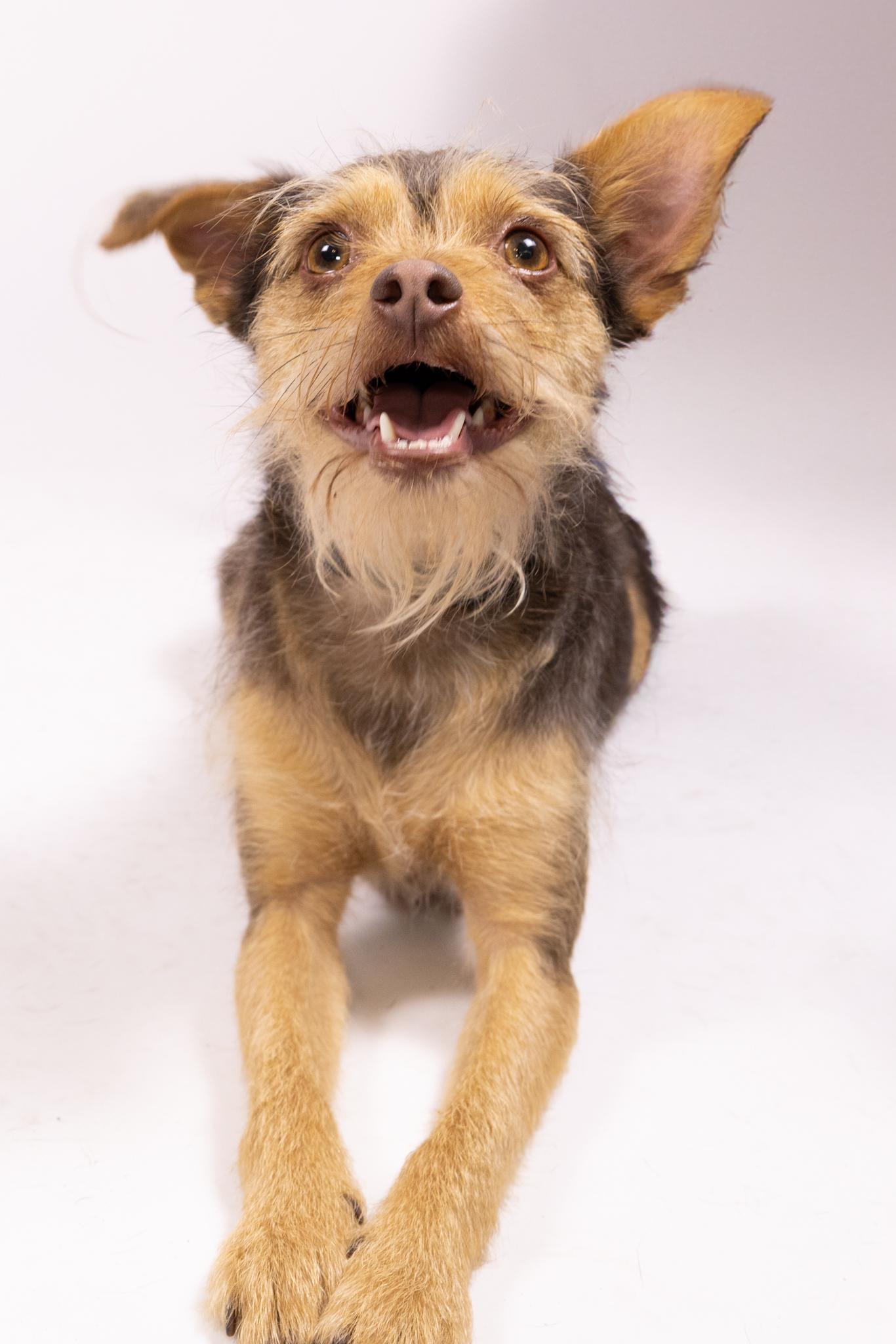 Enlarge Minnie and Her Handsome Brother, Cosmo, a ADOPTABLE mixed breed in Arcadia, CA image 3/6