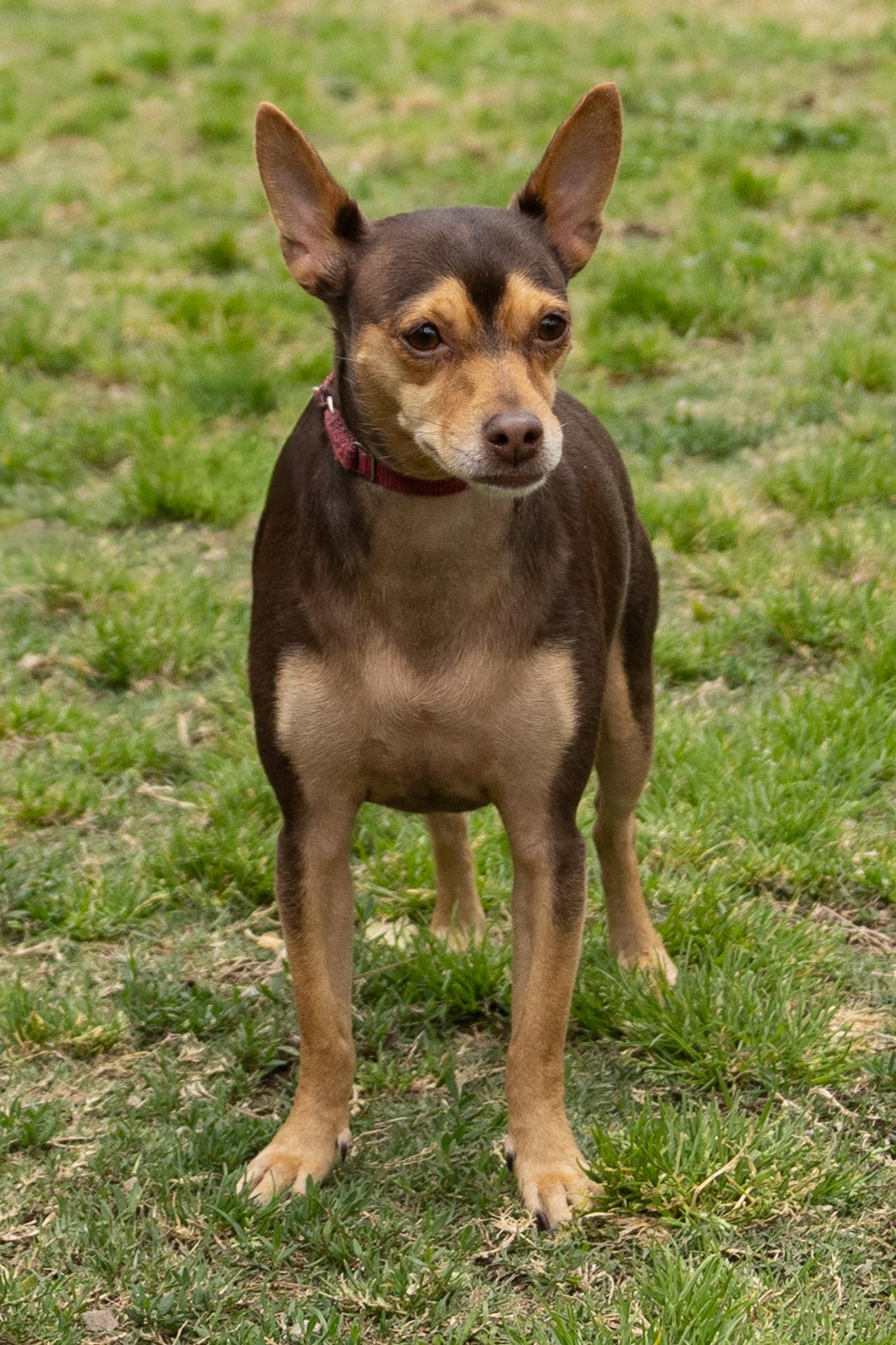 Enlarge Minnie and Her Handsome Brother, Cosmo, a ADOPTABLE mixed breed in Arcadia, CA image 2/6