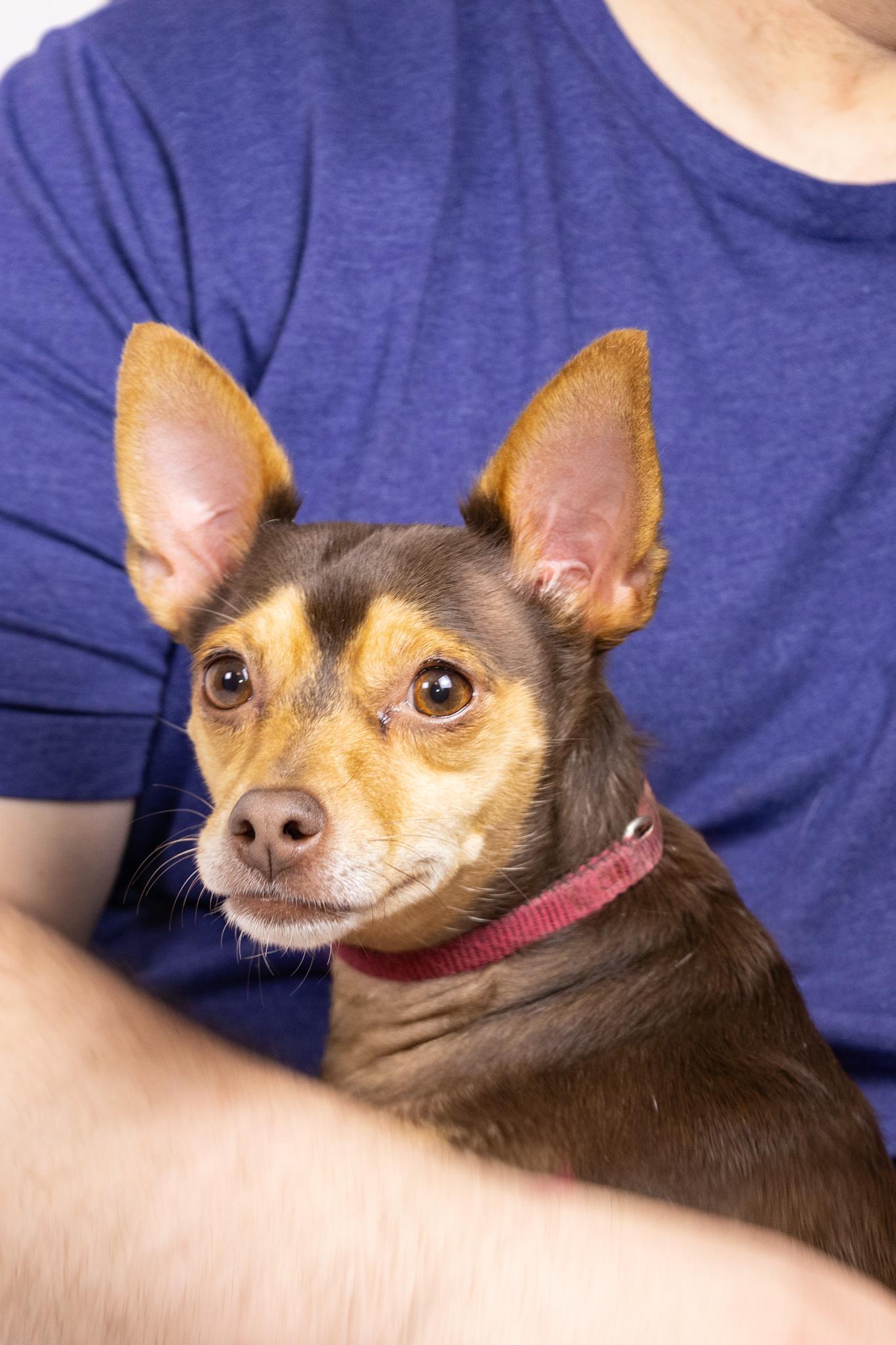 Minnie and Her Handsome Brother, Cosmo, ADOPTABLE, Adult Female Miniature Pinscher & Terrier.