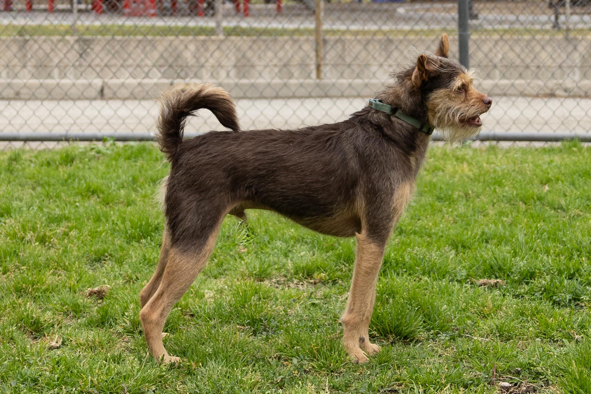 Enlarge Minnie and Her Handsome Brother, Cosmo, a ADOPTABLE mixed breed in Arcadia, CA image 6/6