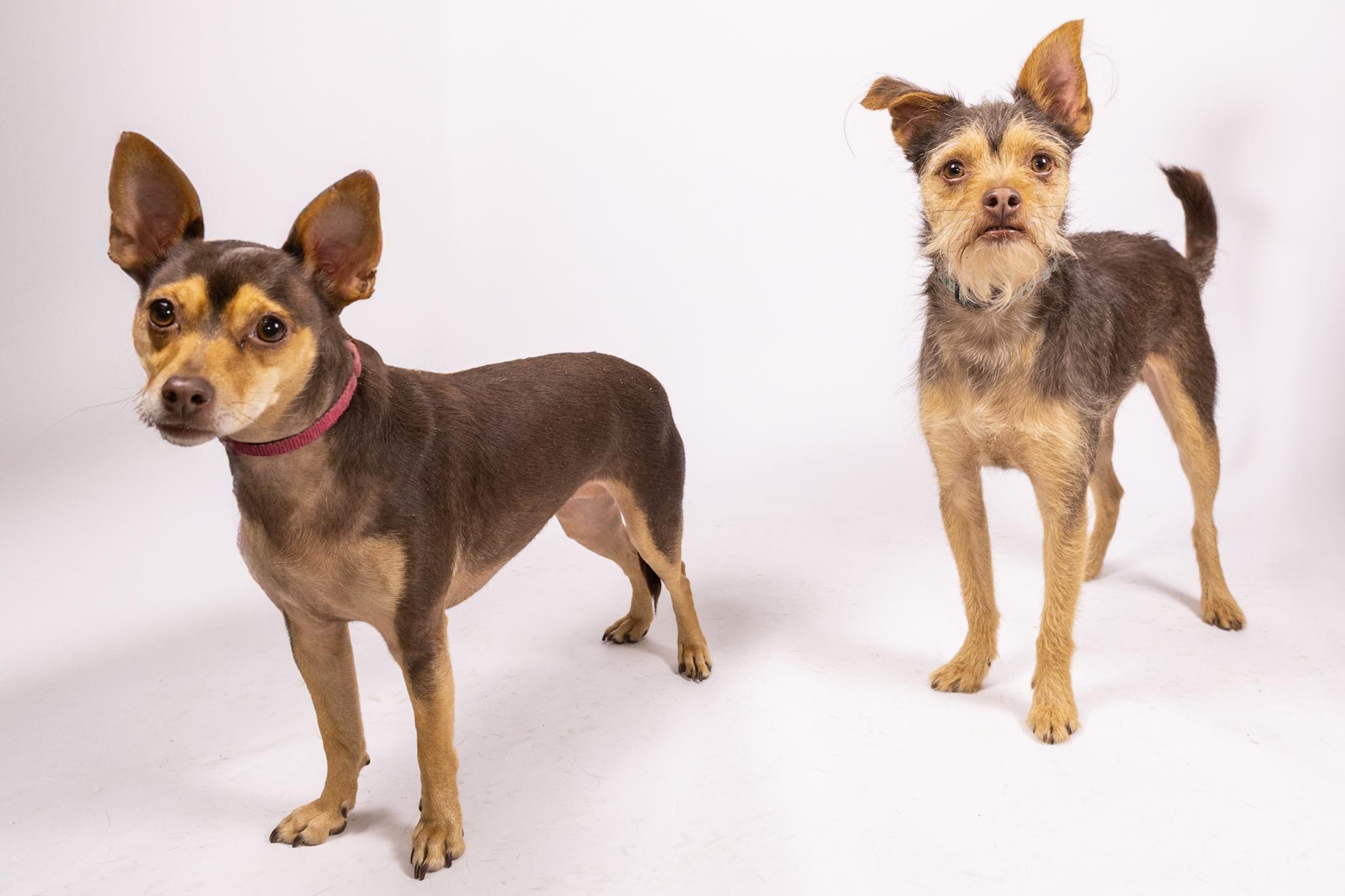 Enlarge Minnie and Her Handsome Brother, Cosmo, a ADOPTABLE mixed breed in Arcadia, CA image 4/6