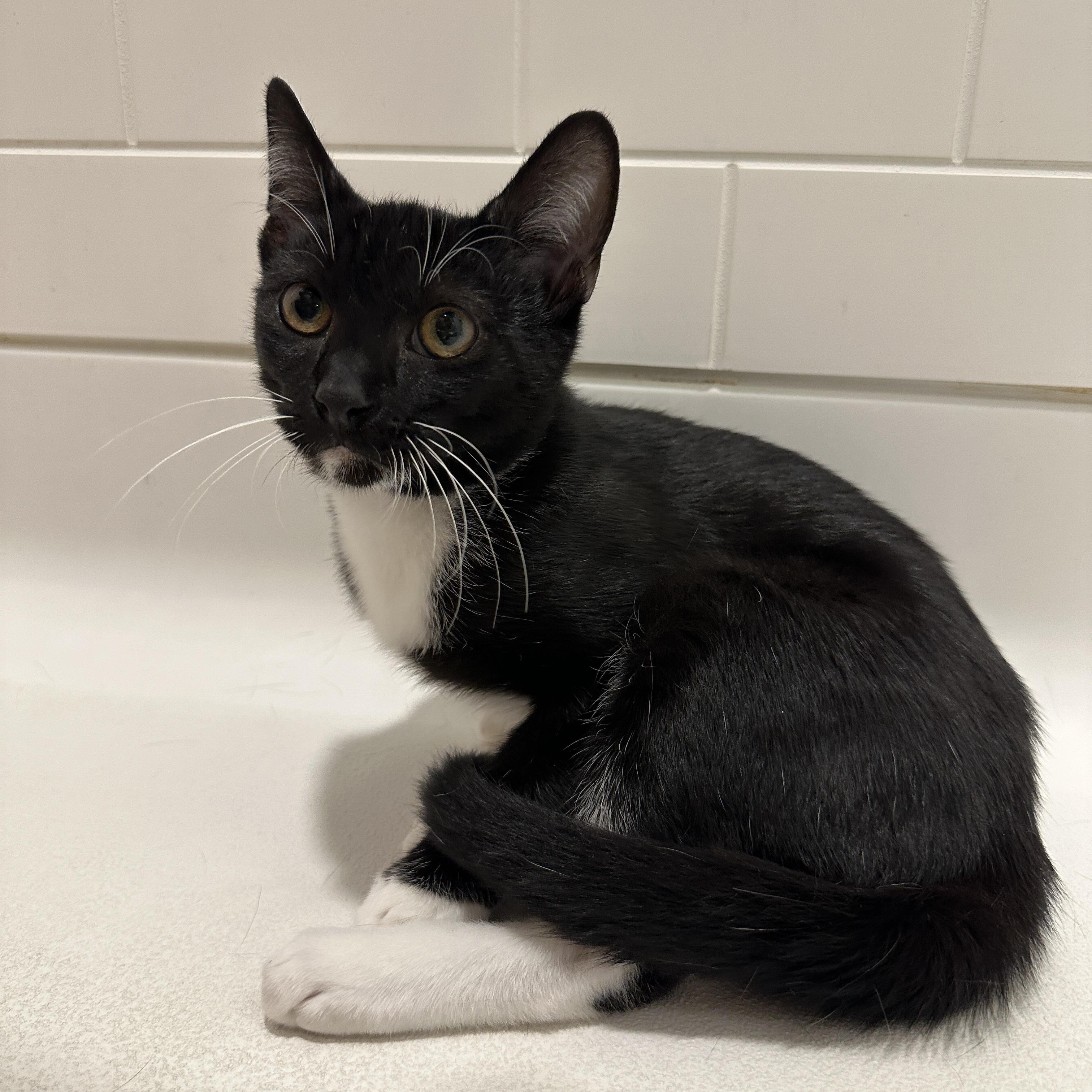 Enlarge Gatsby, a Adoptable Tuxedo in San Diego, CA image 1/3