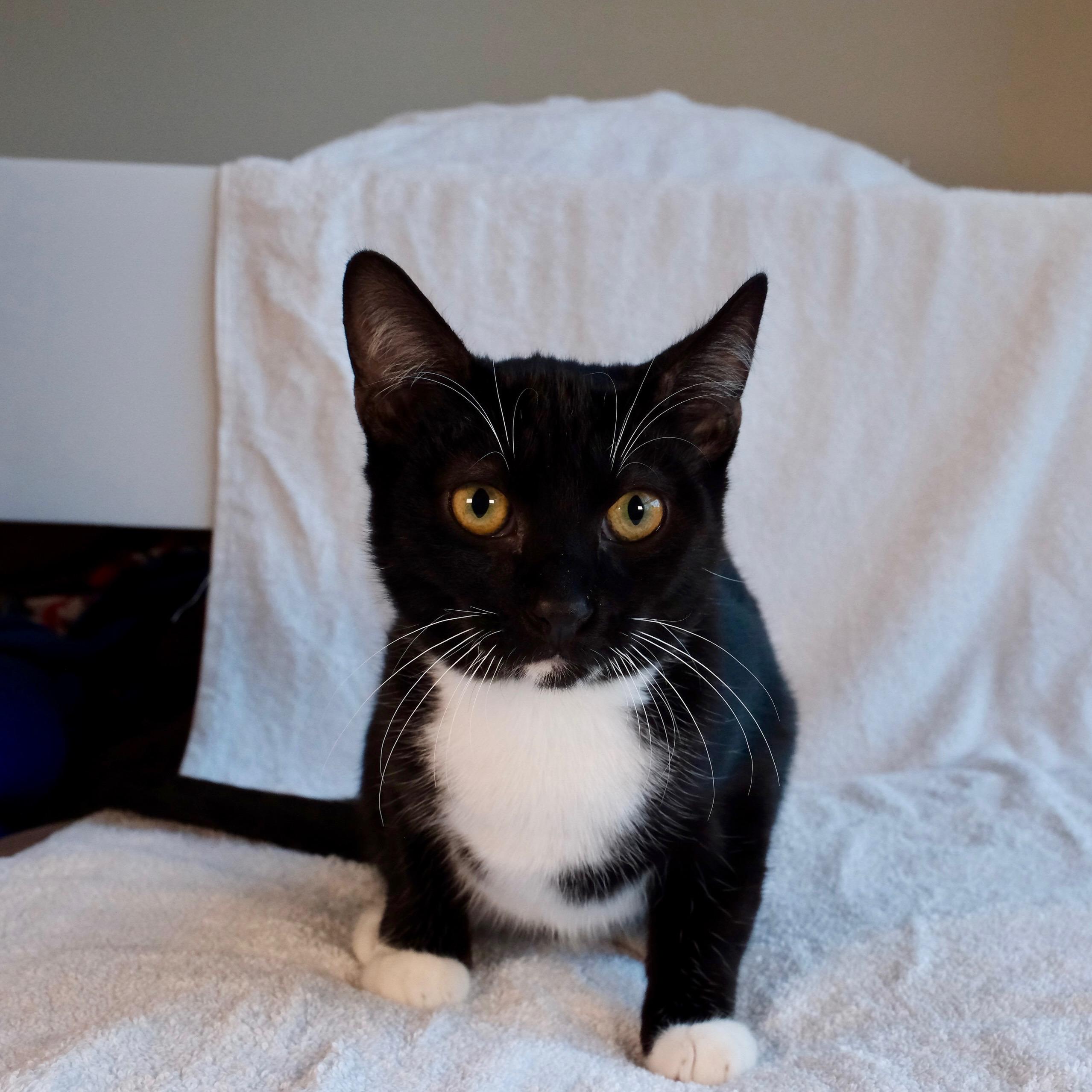 Enlarge Gatsby, a Adoptable Tuxedo in San Diego, CA image 3/3