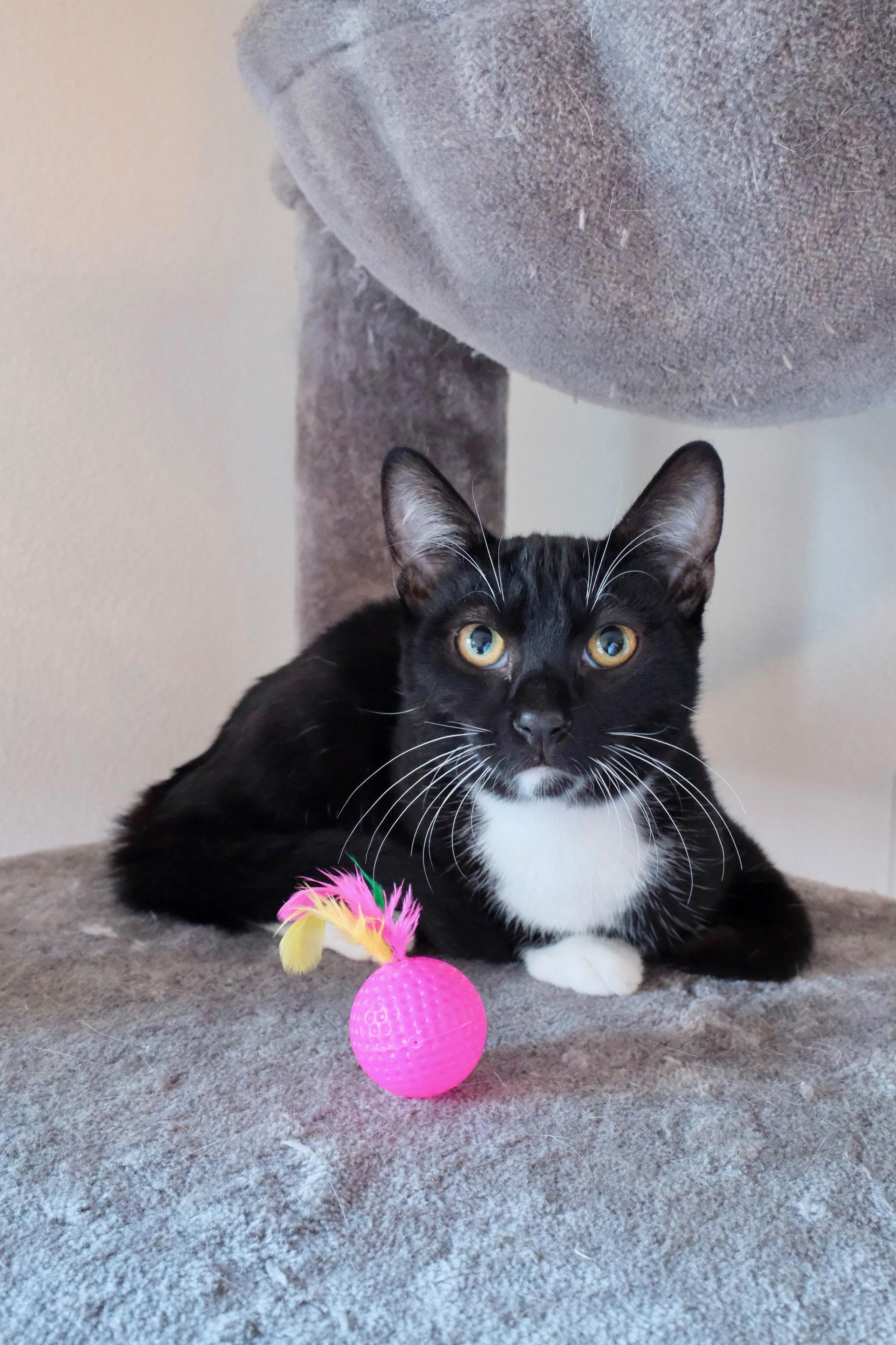 Enlarge Gatsby, a Adoptable Tuxedo in San Diego, CA image 2/3