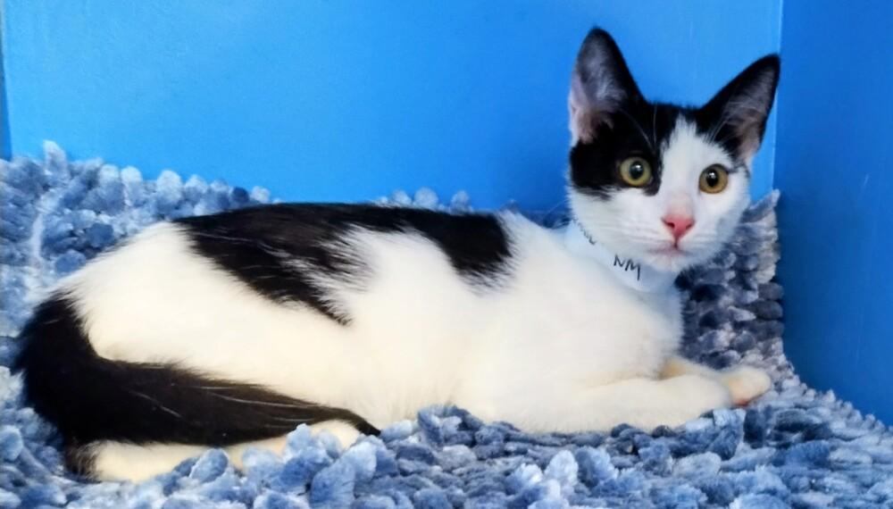 Enlarge Diego, a Adoptable Domestic Short Hair in Randolph, MA image 2/3