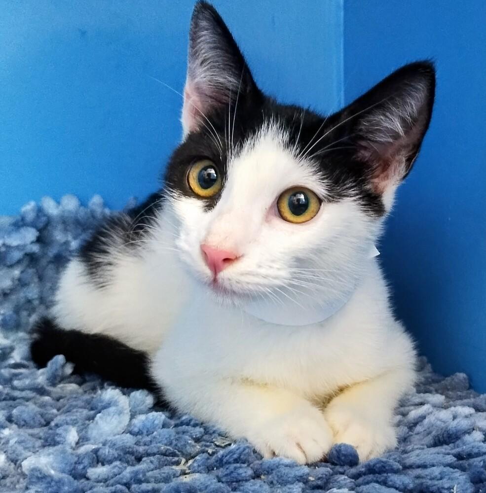 Enlarge Diego, a Adoptable Domestic Short Hair in Randolph, MA image 3/3