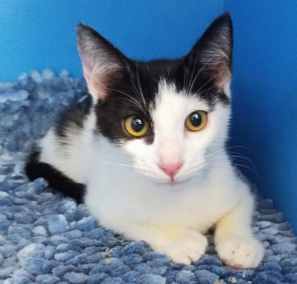 Enlarge Diego, a Adoptable Domestic Short Hair in Randolph, MA image 1/3