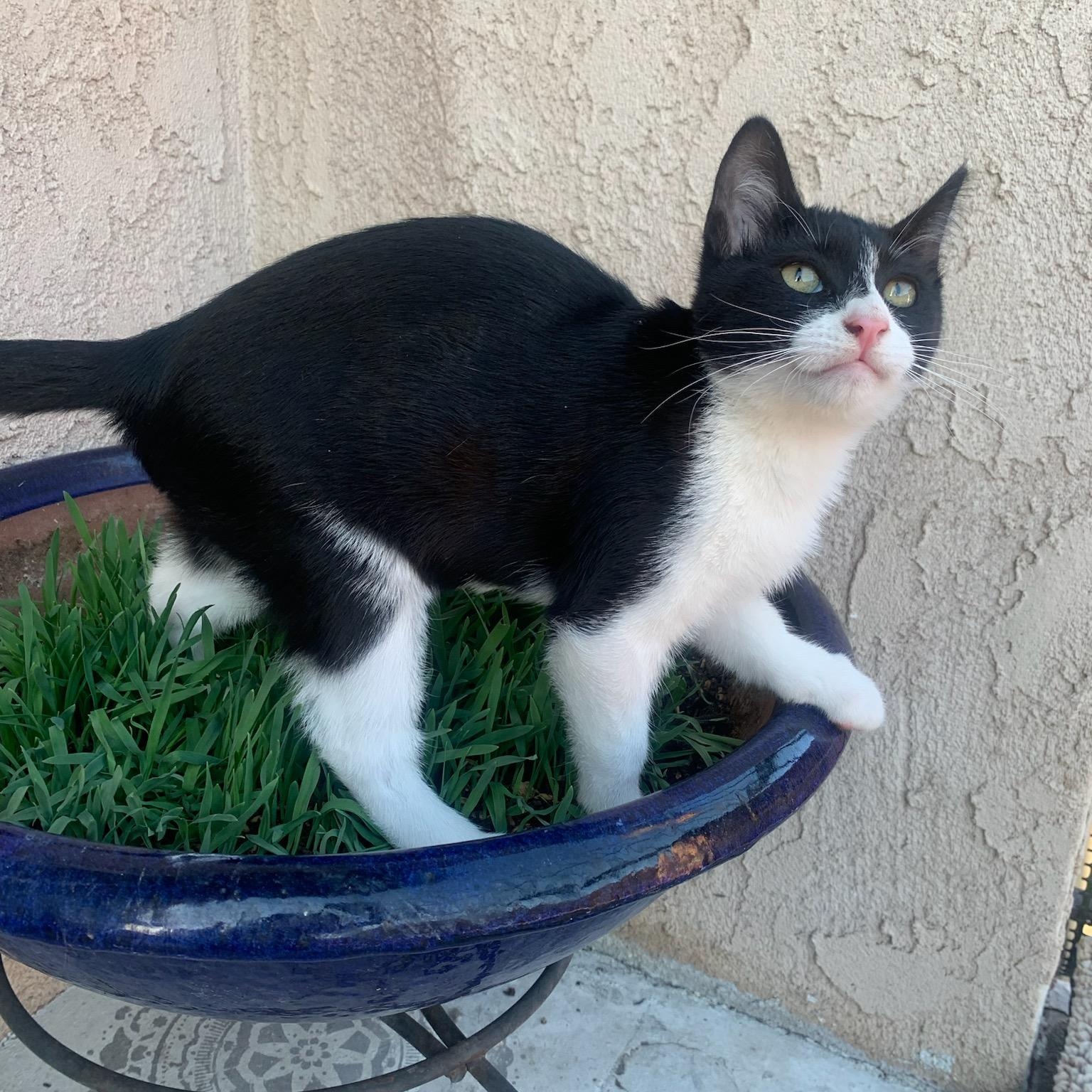 Enlarge Bao, a Adoptable Domestic Short Hair in Los Angeles, CA image 3/6