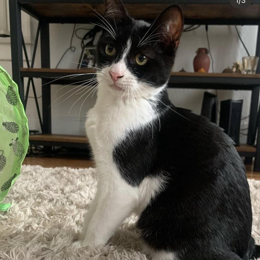 Enlarge Bao, a Adoptable Domestic Short Hair in Los Angeles, CA image 5/6