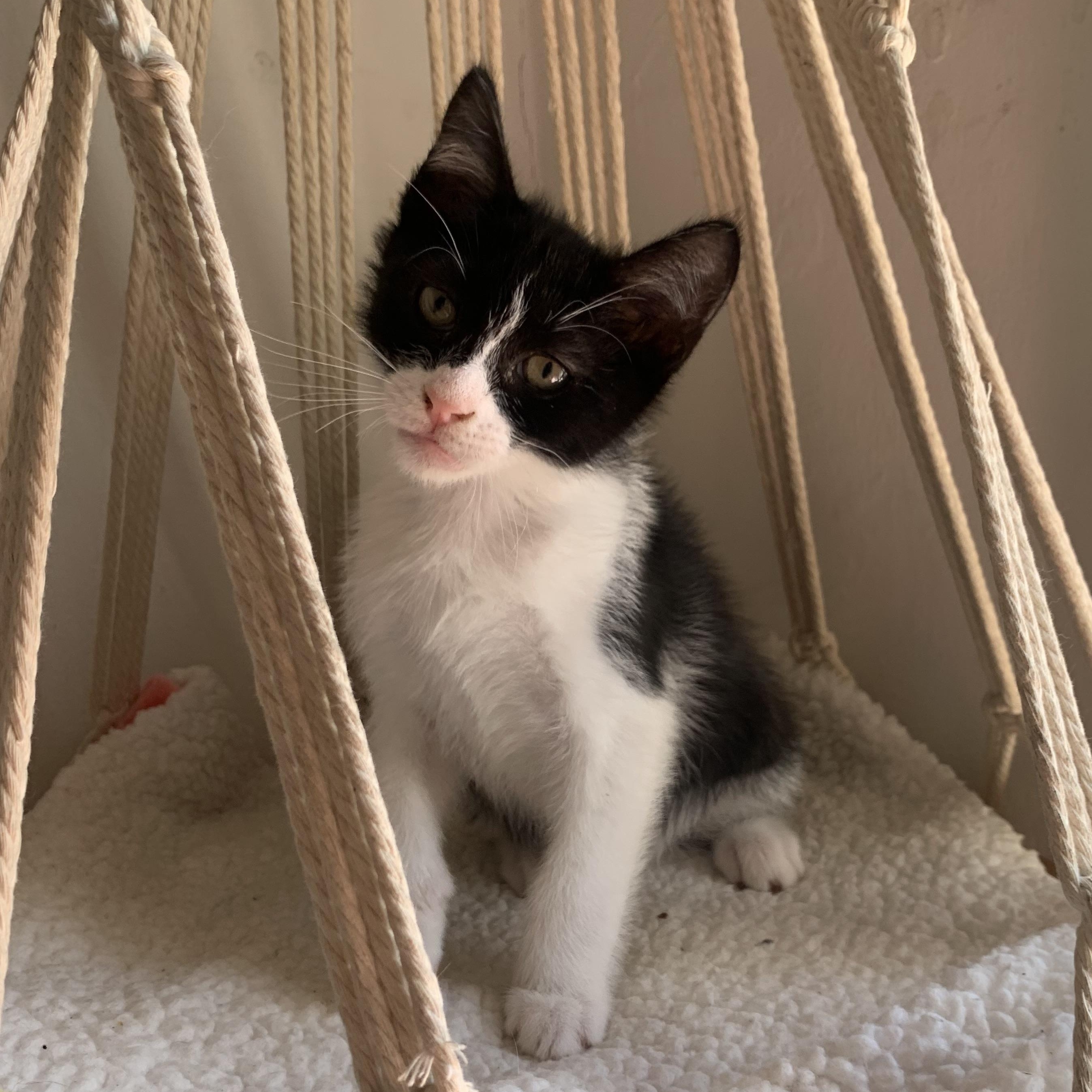 Enlarge Bao, a Adoptable Domestic Short Hair in Los Angeles, CA image 6/6