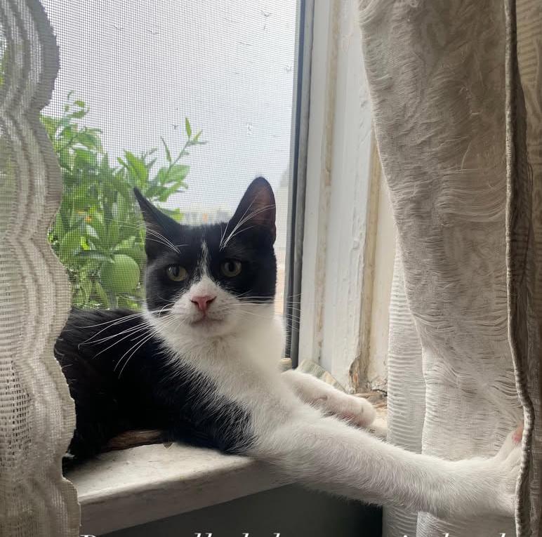 Enlarge Bao, a Adoptable Domestic Short Hair in Los Angeles, CA image 2/6