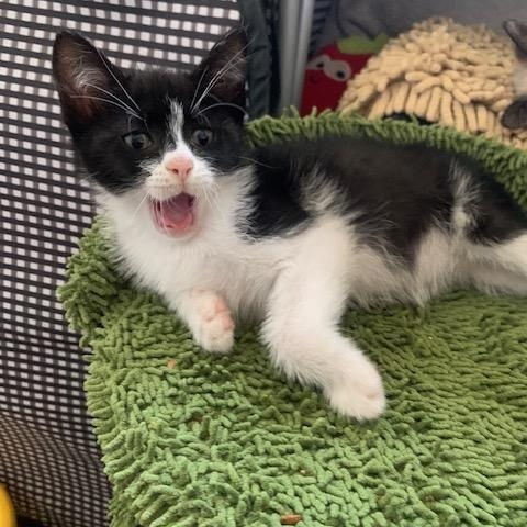 Enlarge Bao, a Adoptable Domestic Short Hair in Los Angeles, CA image 4/6