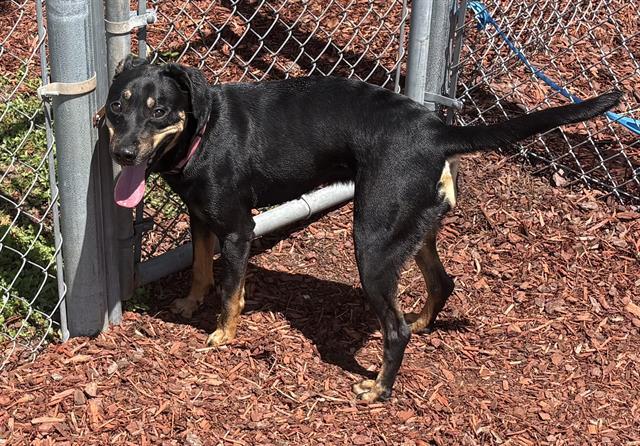 MIDNIGHT, Adoptable, Adult Female Terrier & Mixed Breed.