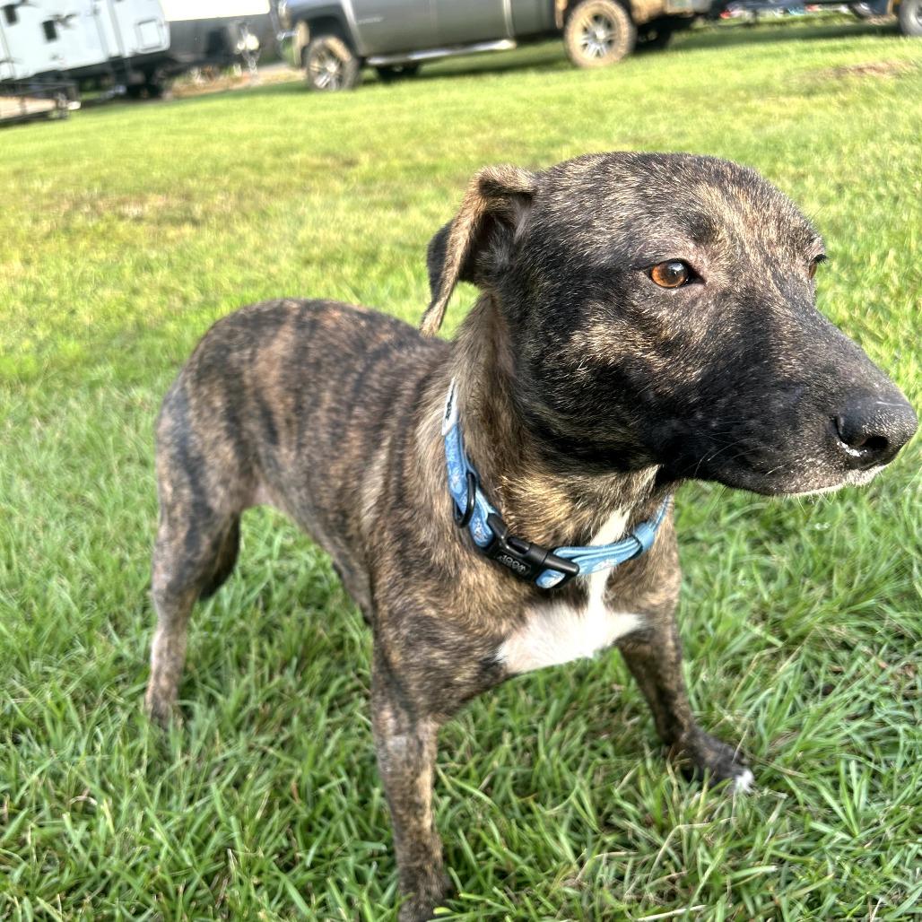 Frieda, Adoptable, Adult Female Plott Hound.
