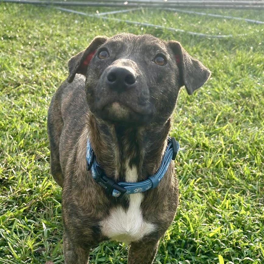 Enlarge Frieda, a Adoptable Plott Hound in Waggaman, LA image 4/6