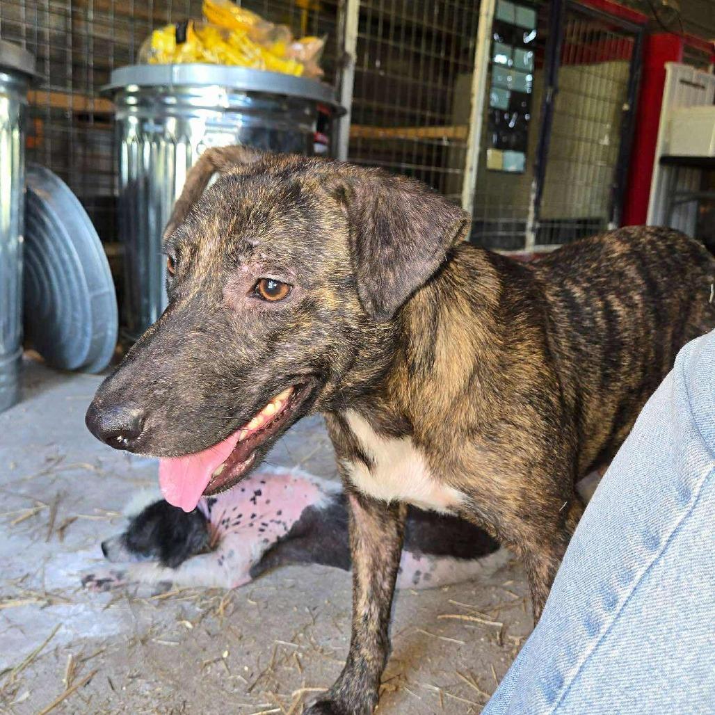 Enlarge Frieda, a Adoptable Plott Hound in Waggaman, LA image 5/6
