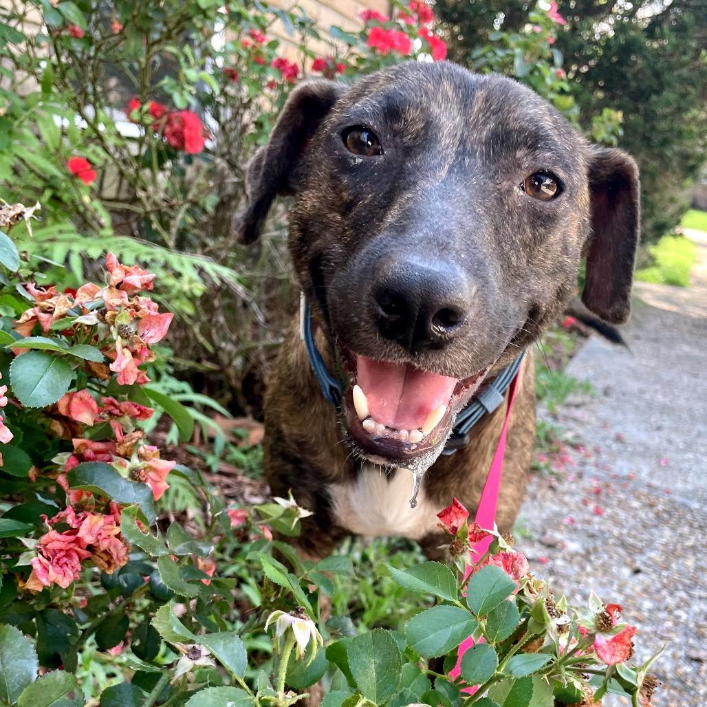 Enlarge Frieda, a Adoptable Plott Hound in Waggaman, LA image 6/6