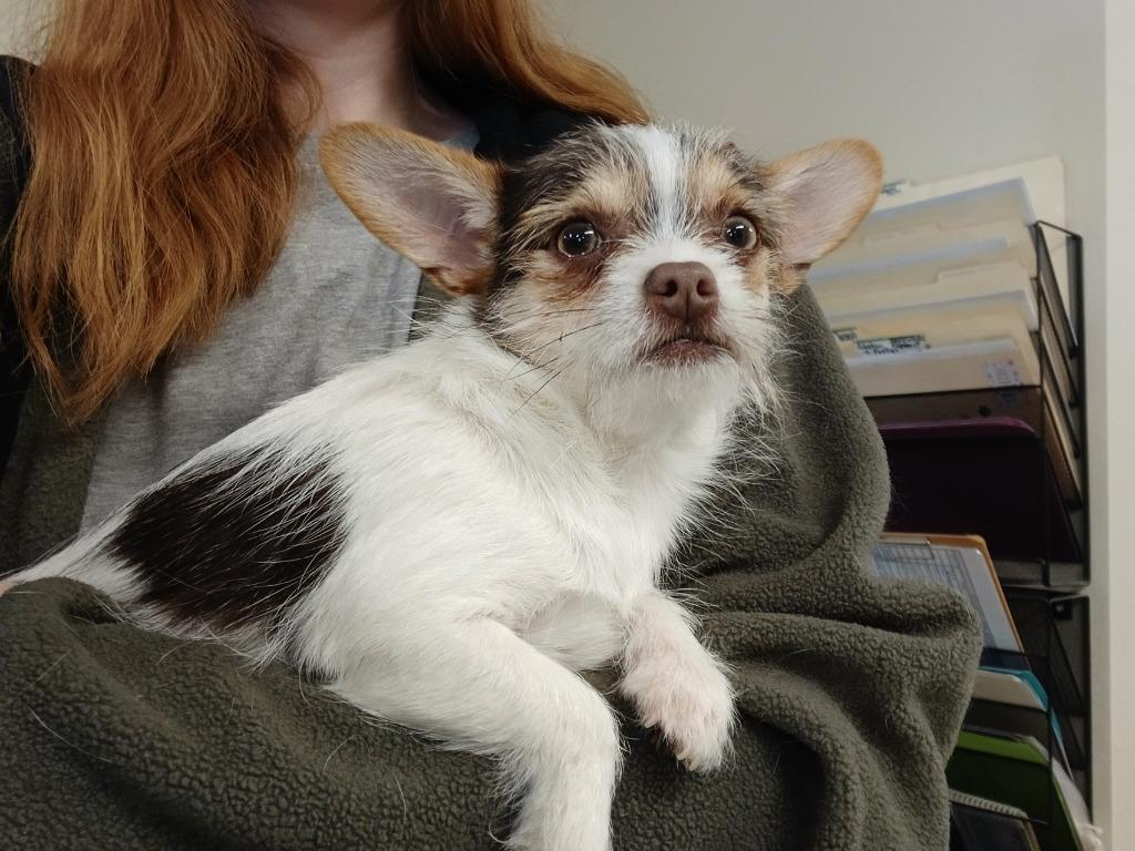 Marvin, a Adopted mixed breed in Ladysmith, WI image 1/2